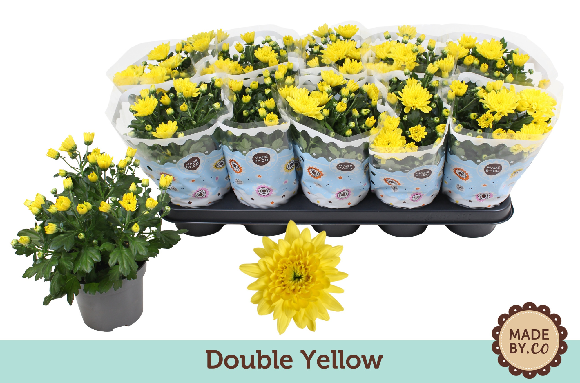 Chrysant Double Yellow, D 12