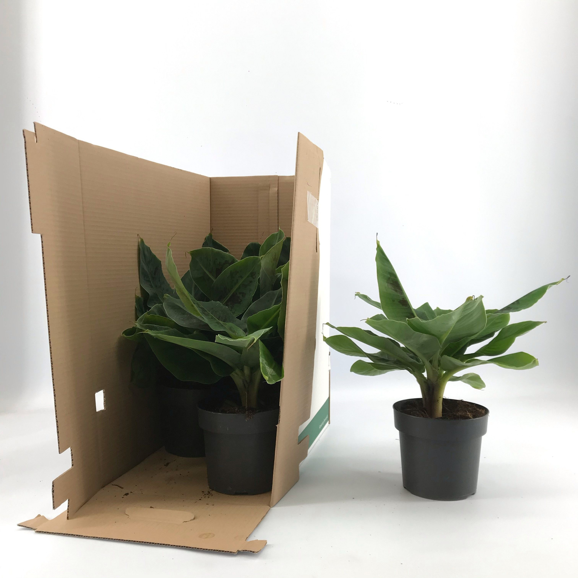 Musa Tropicana p17 zonder hoes in doos, D 17