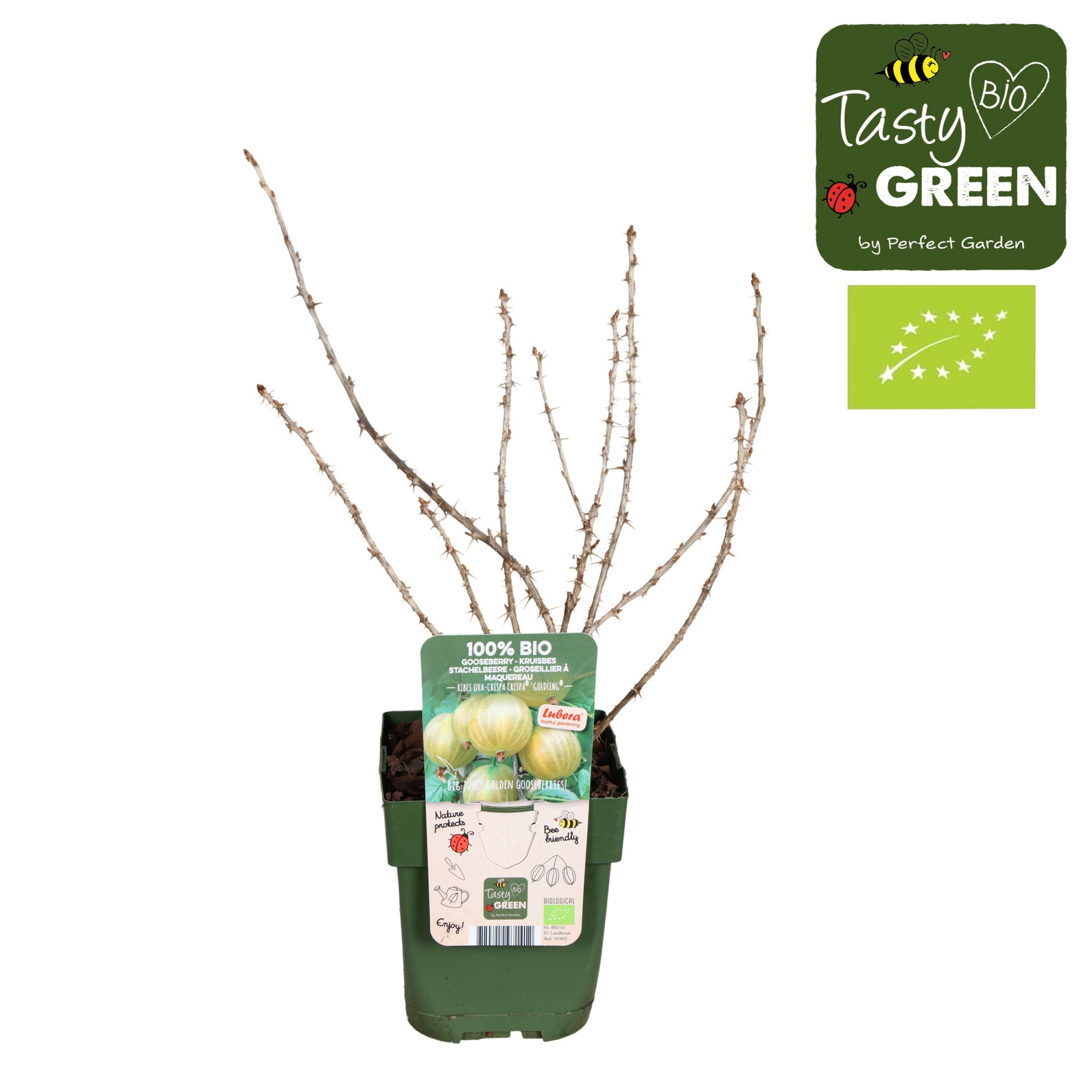 Ribes uva-crispa Crispa® 'Goldling'® Bio P13, D 13