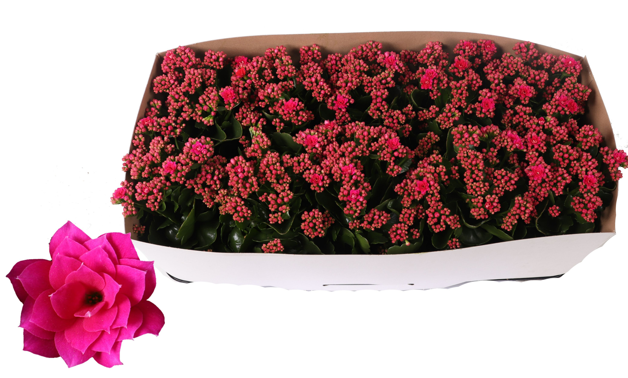 Kalanchoe Rosalina 12cm Don Victorio paars, Traykraag, D 12