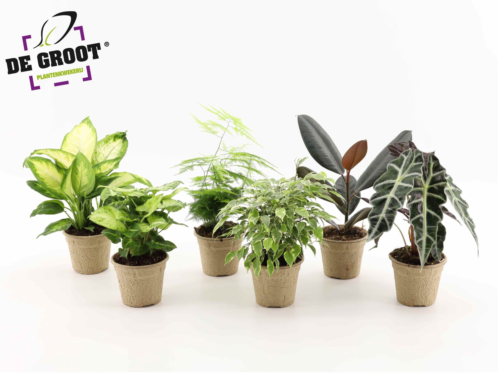 Groenmix in pulppot en pulptray, D 12