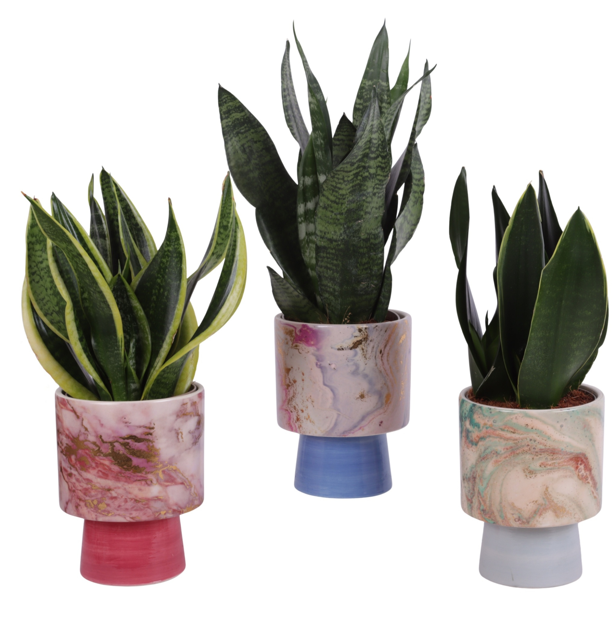 Sansevieria mix Ø12cm in Ø14cm Ceramic FB676, D 14