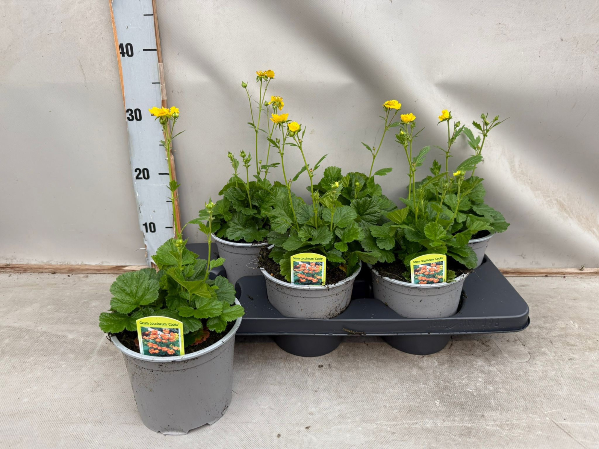 Geum coccineum Cooky, D 15