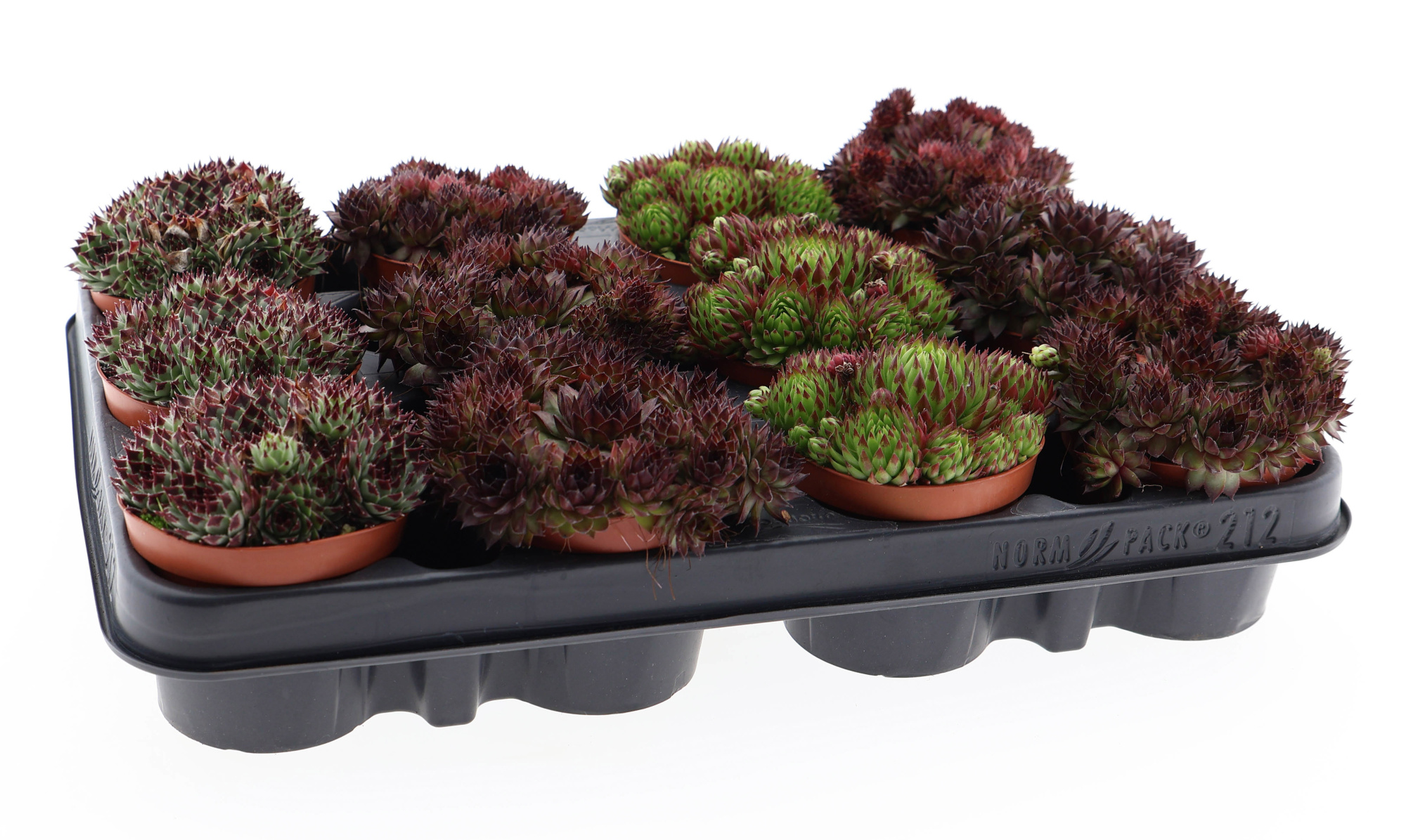 Sempervivum mix, D 8,5