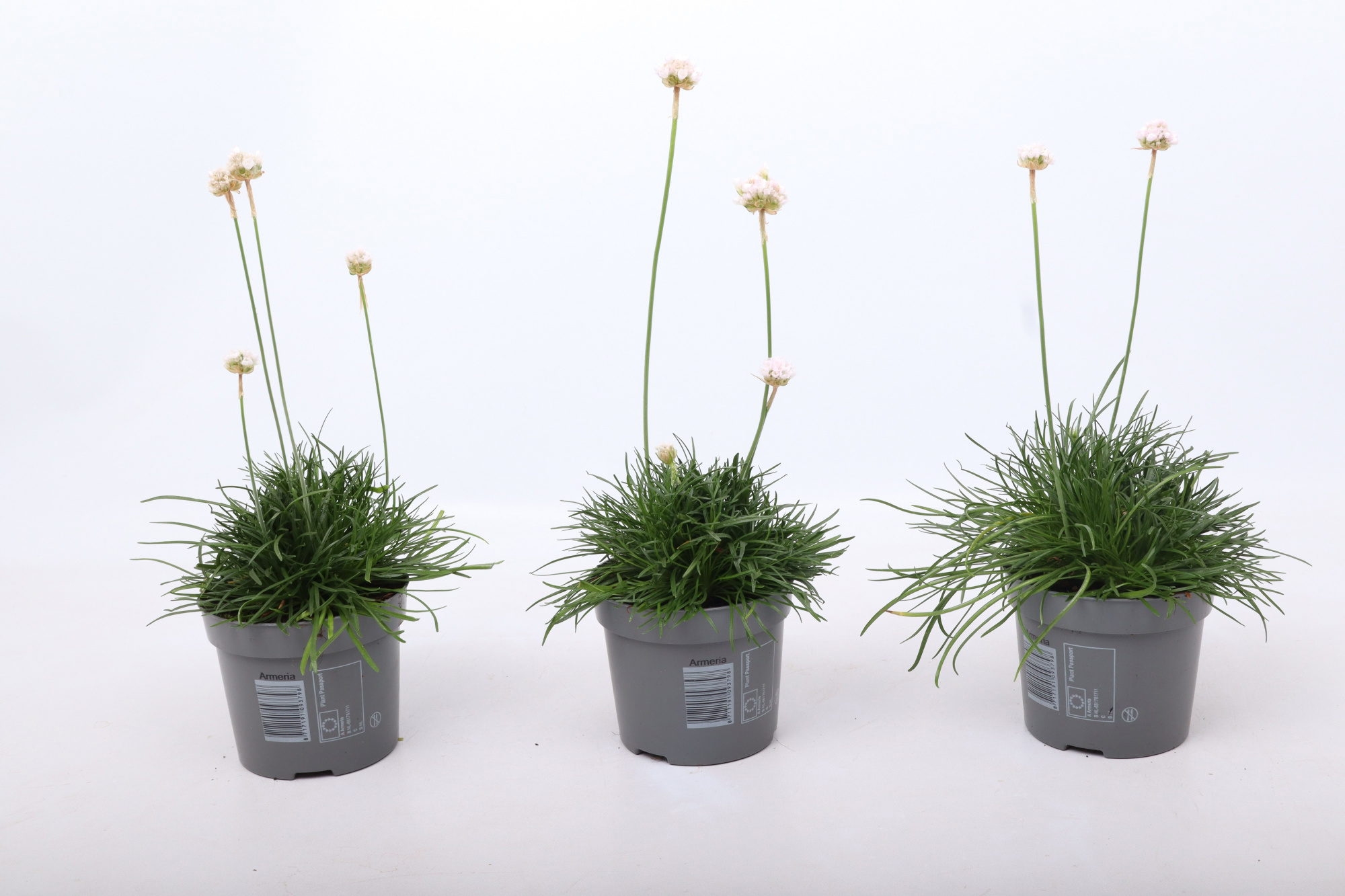 Armeria maritima 'Abbey Deep White', D 12