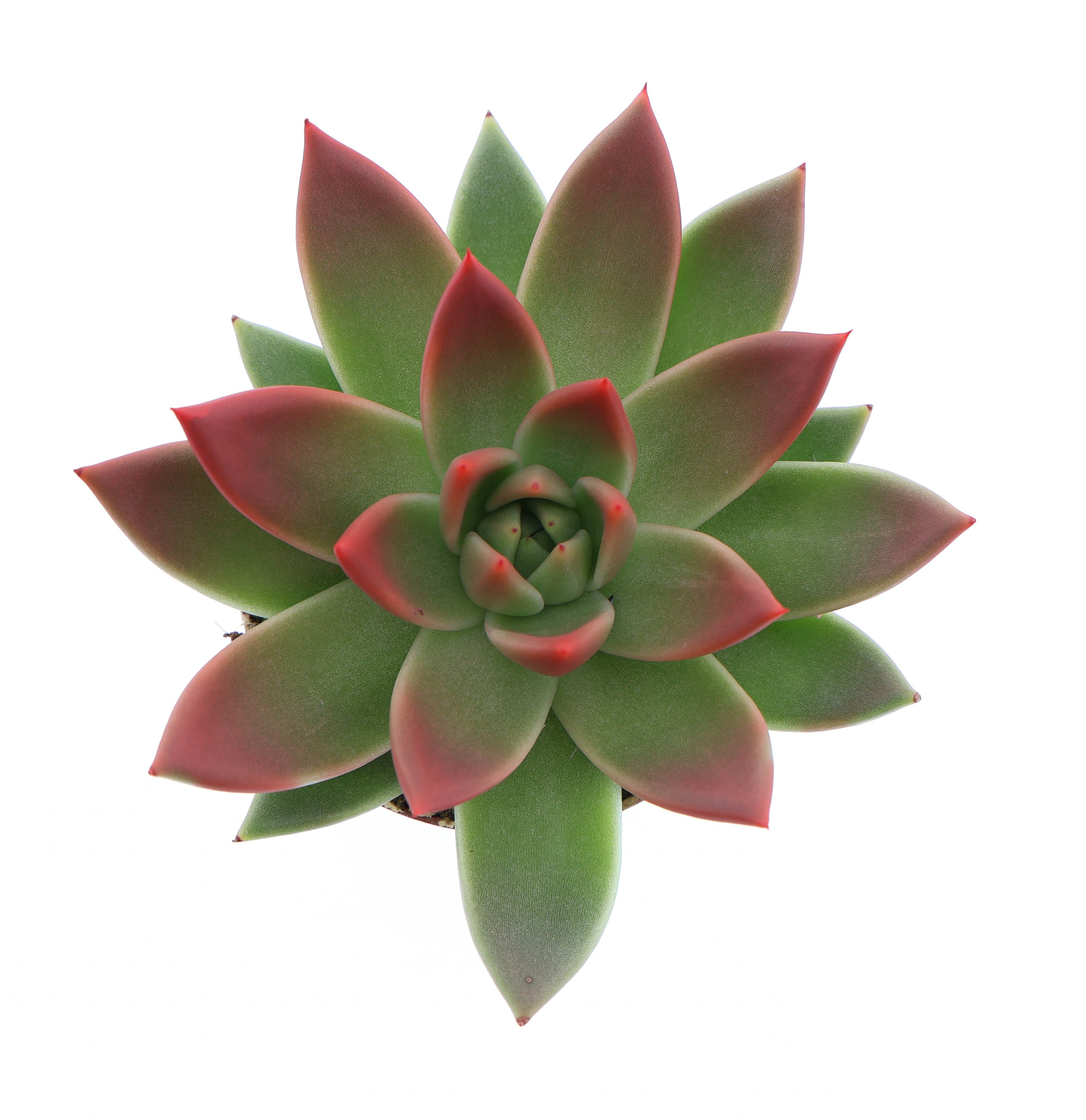 Miranda tips red, D 8,5