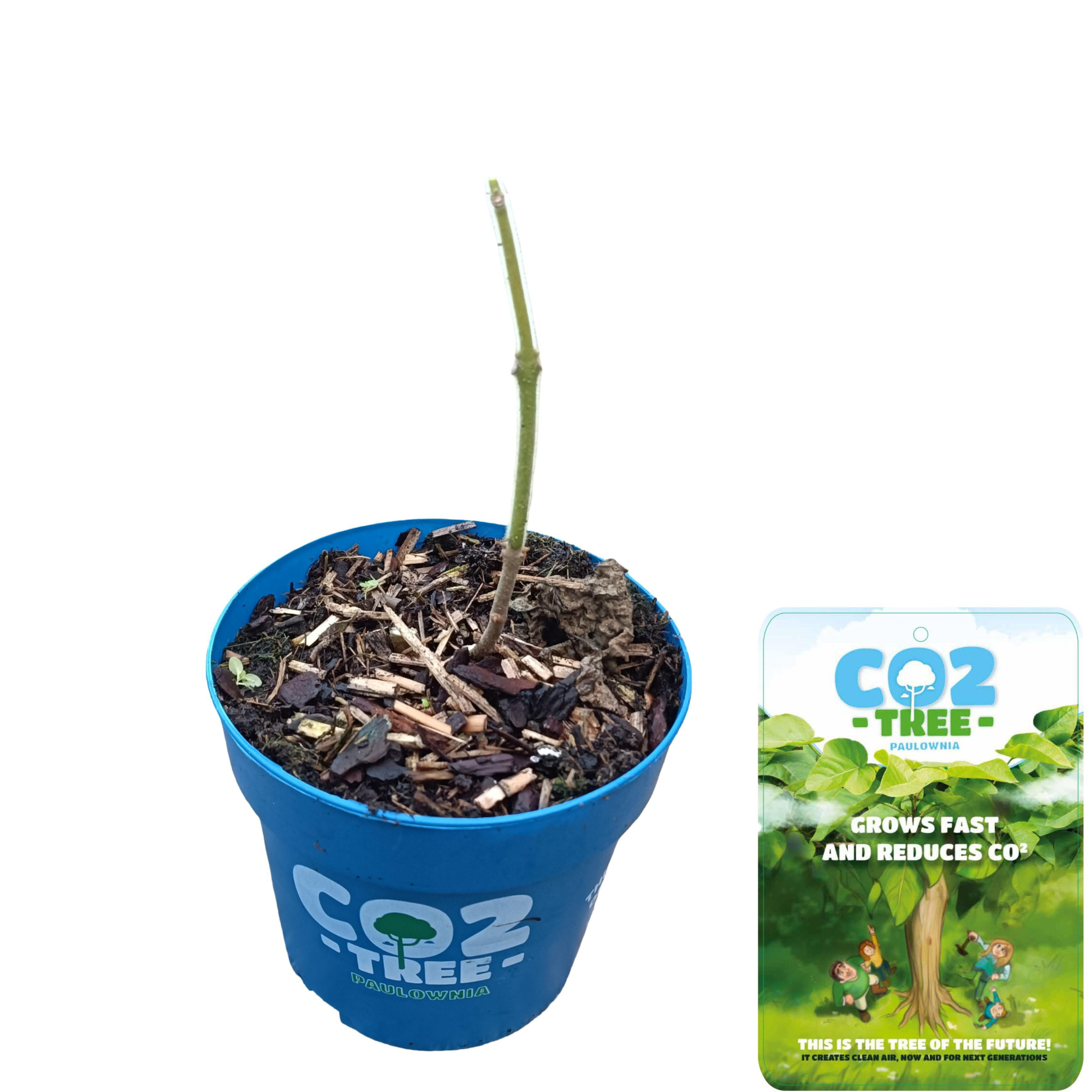 Paulownia elongata 'Futuro'® C1, D 14