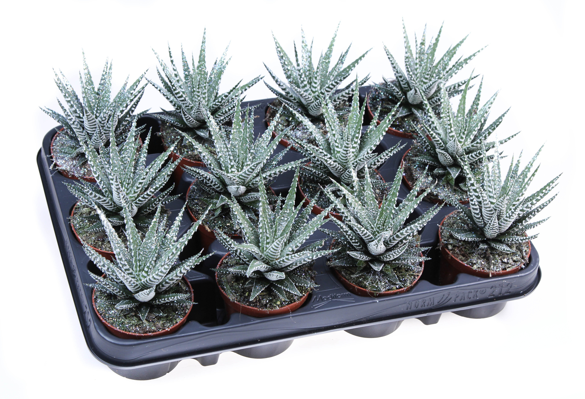 Big band + bioglitter, D 8,5