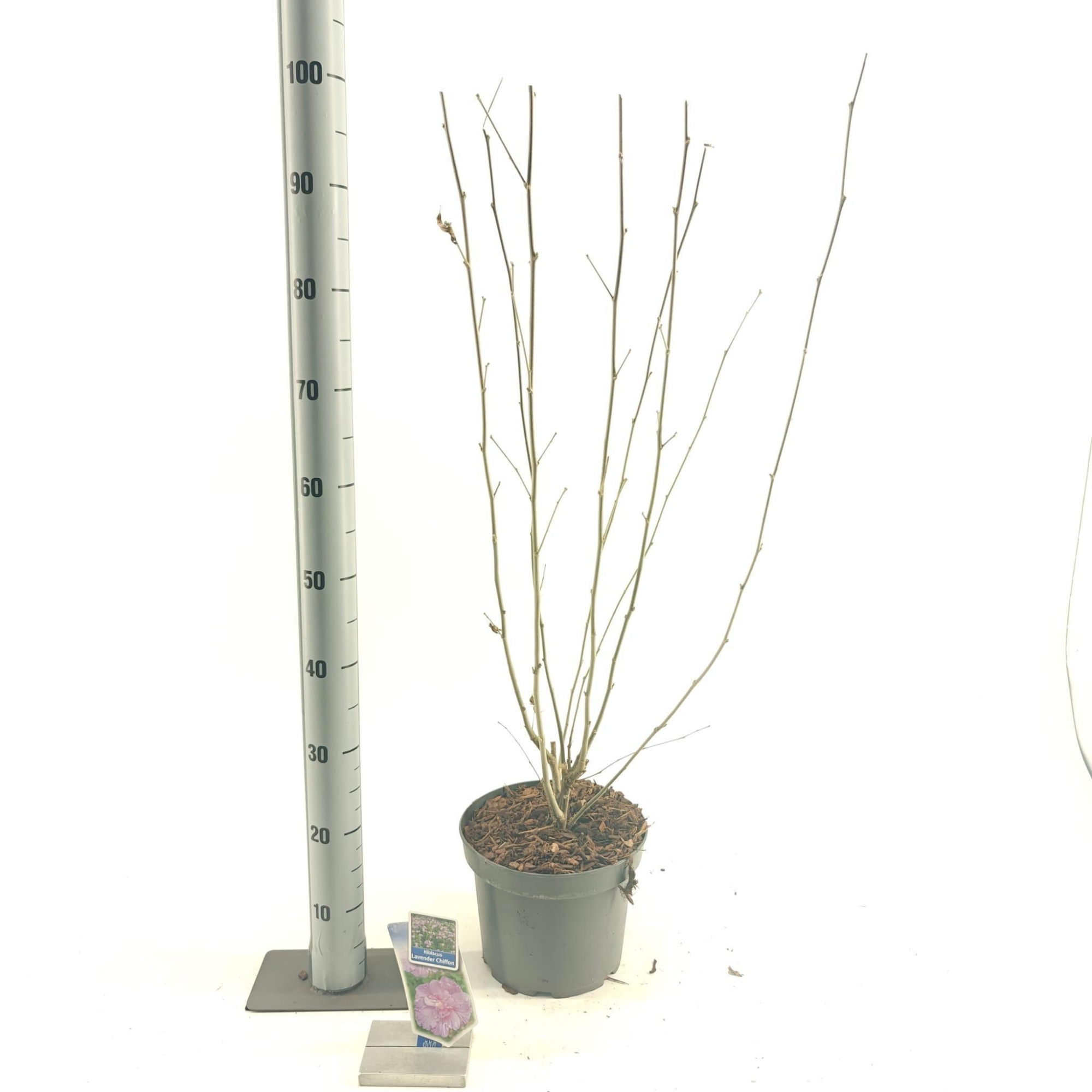 Hibiscus syr. Lavender Chiffon ('Notwoodone'PBR), D 23