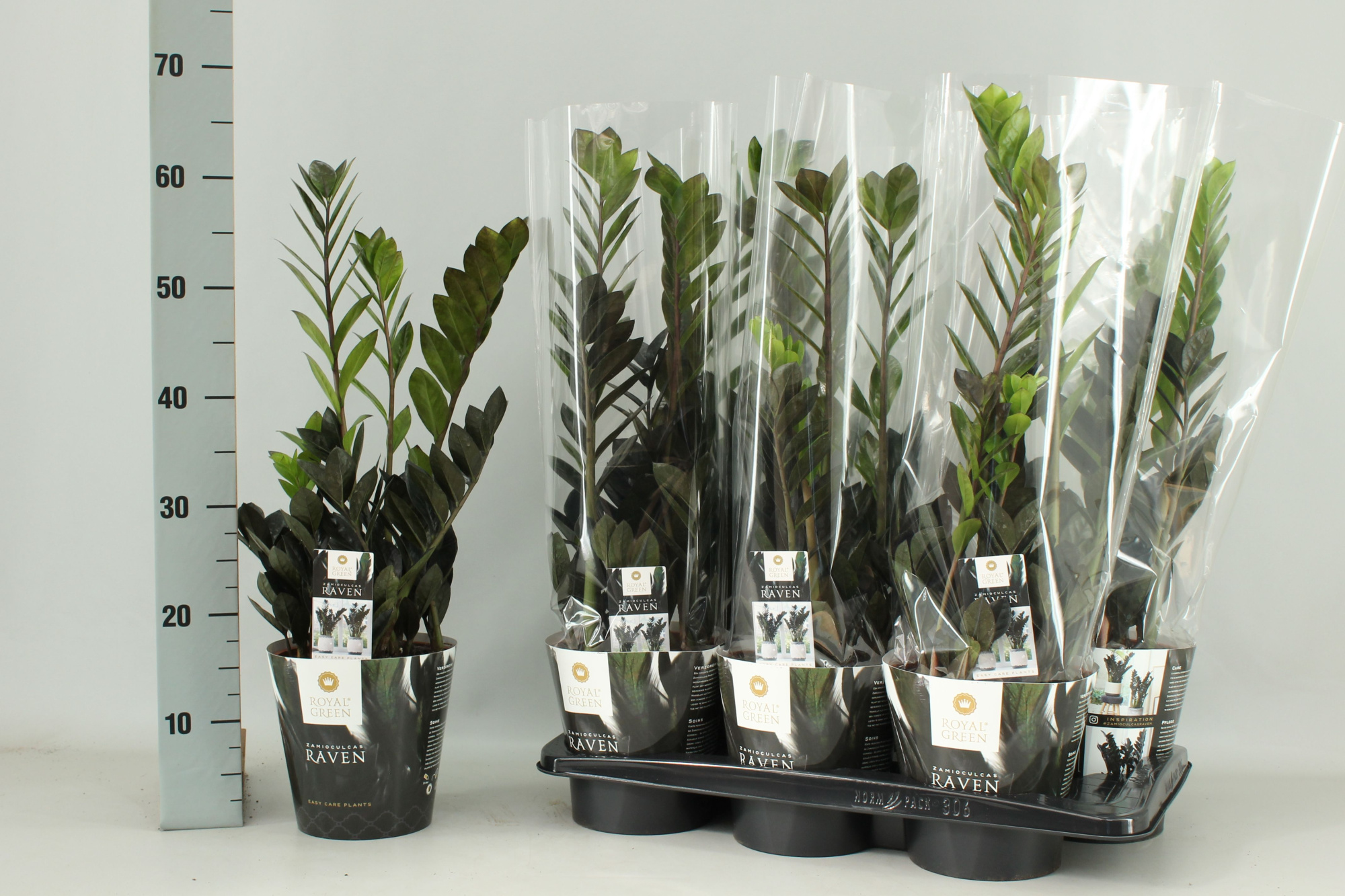 Zamioculcas Raven 17 cm, D 17