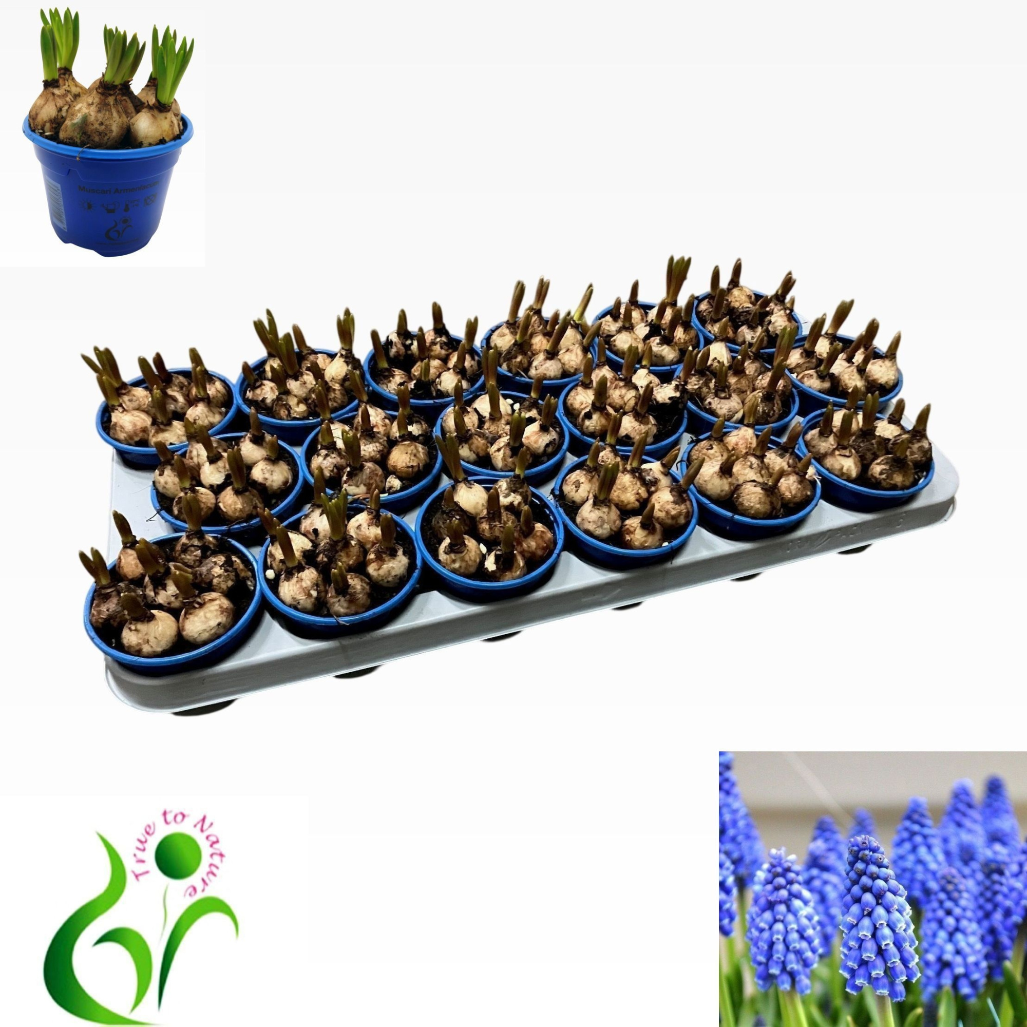Muscari Armeniacum, D 9