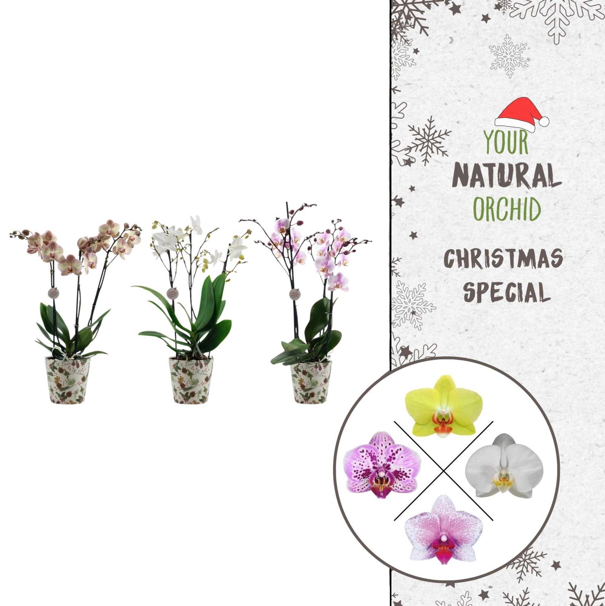 Christmas | 3 spike Flower Symphony mix | Kerst potcover, D 12