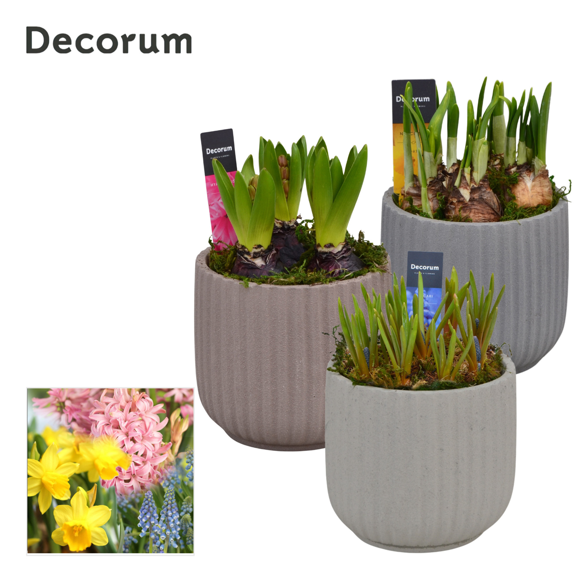 Bollenmix Betona HL17223B, D 13