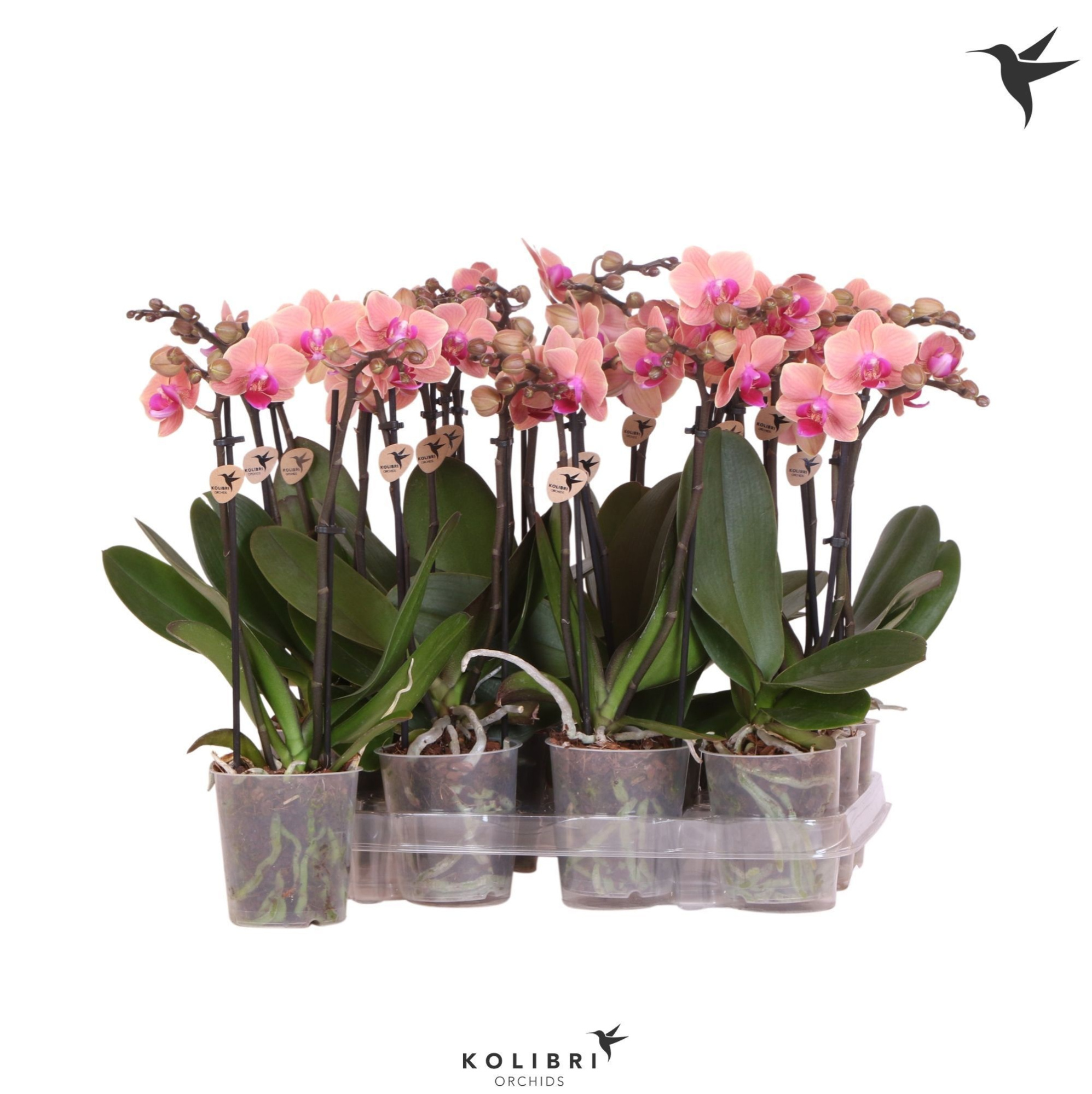 Kolibri Orchids Phalaenopsis Orange 2 spike no etiket, D 9