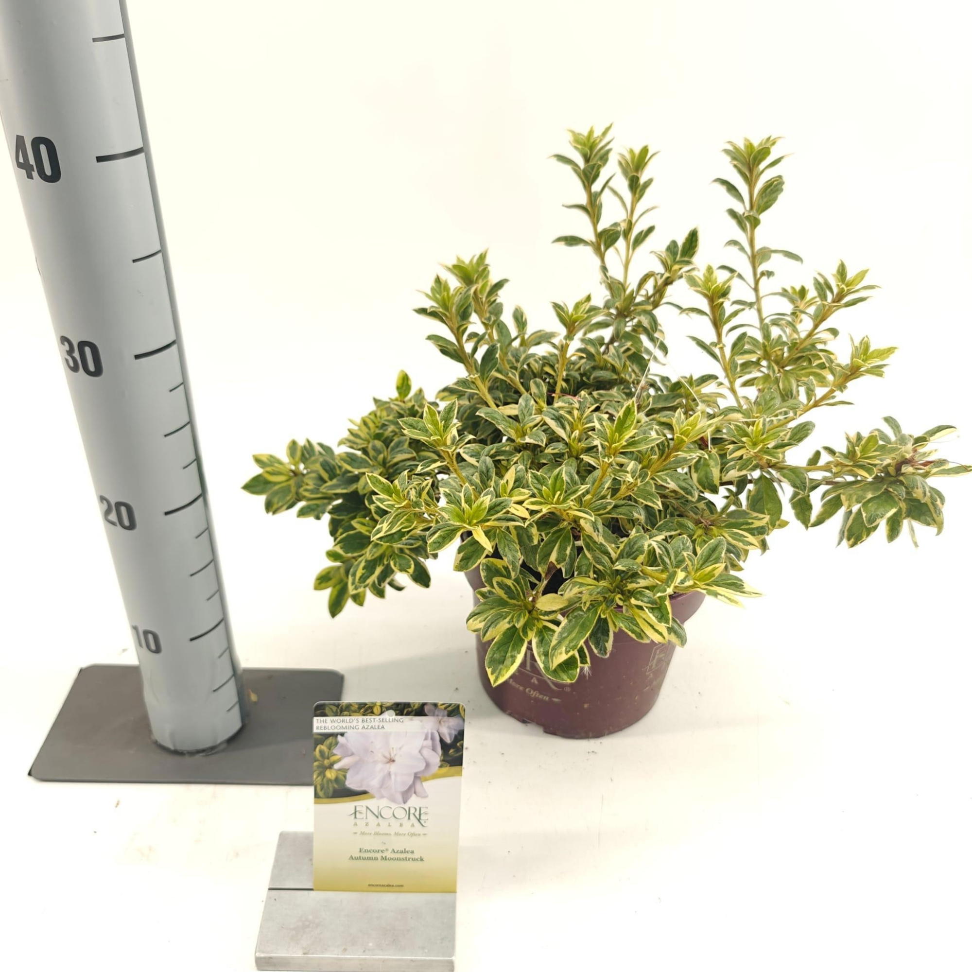 Rhododendron ENCORE® Autumn Moonstruck ('Roblezf'PBR), D 19