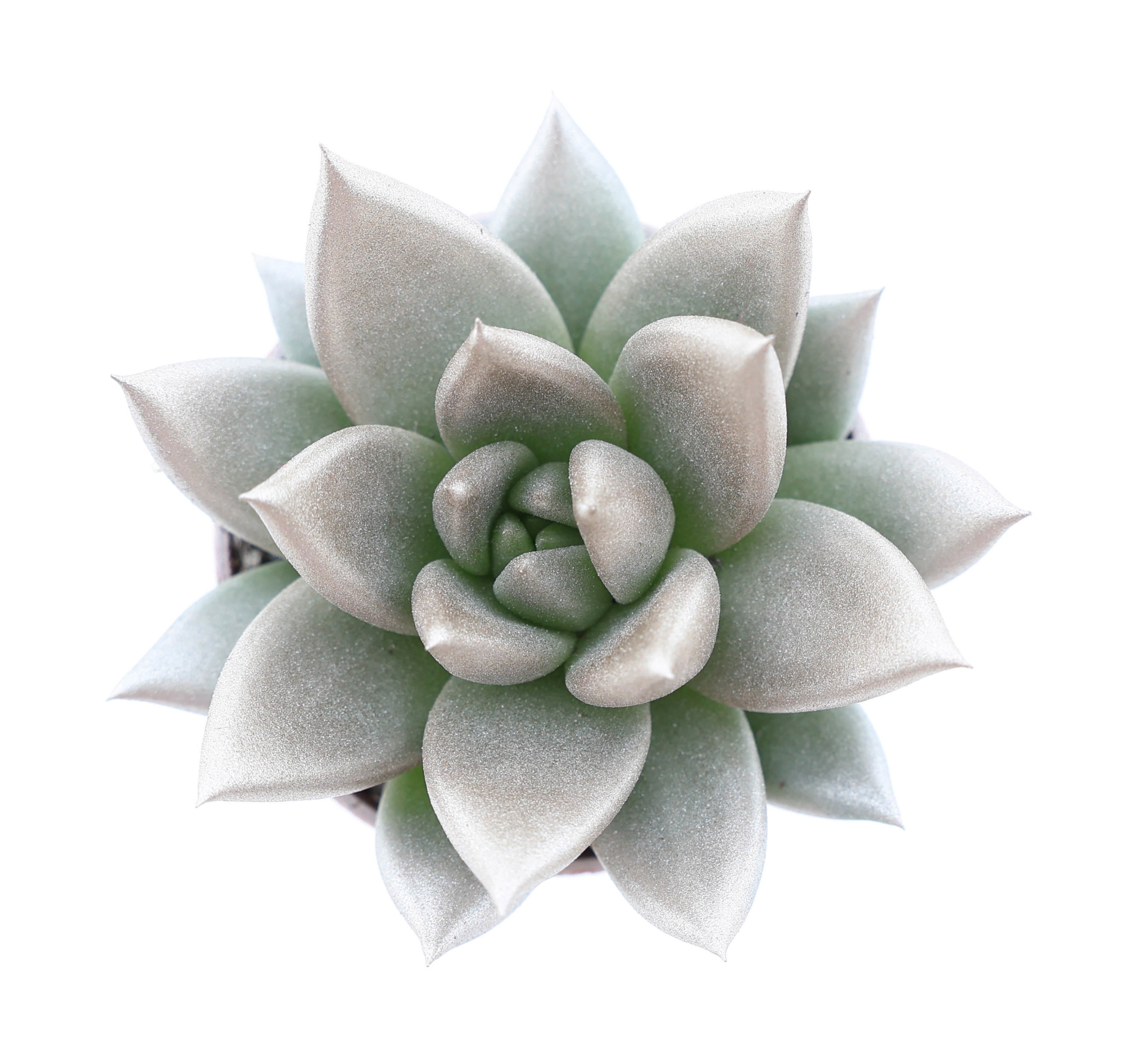 Rainbow champagne, D 5,5