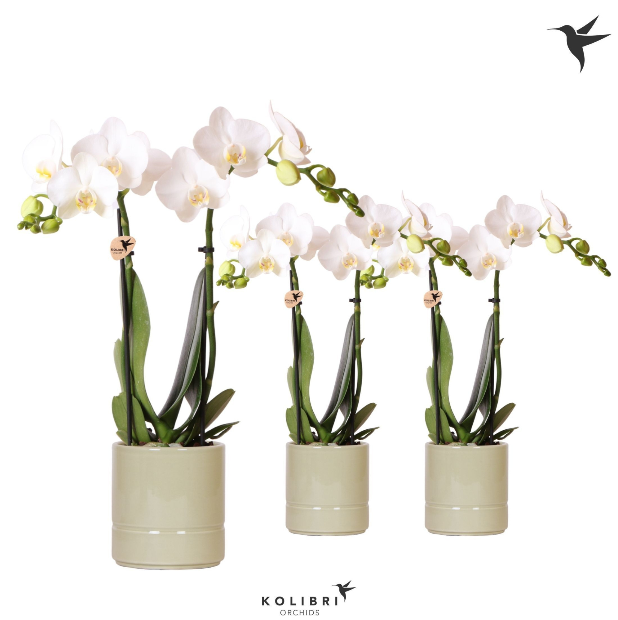 Kolibri Orchids Phalaenopsis white 2 spike in Pastel pot green, D 9