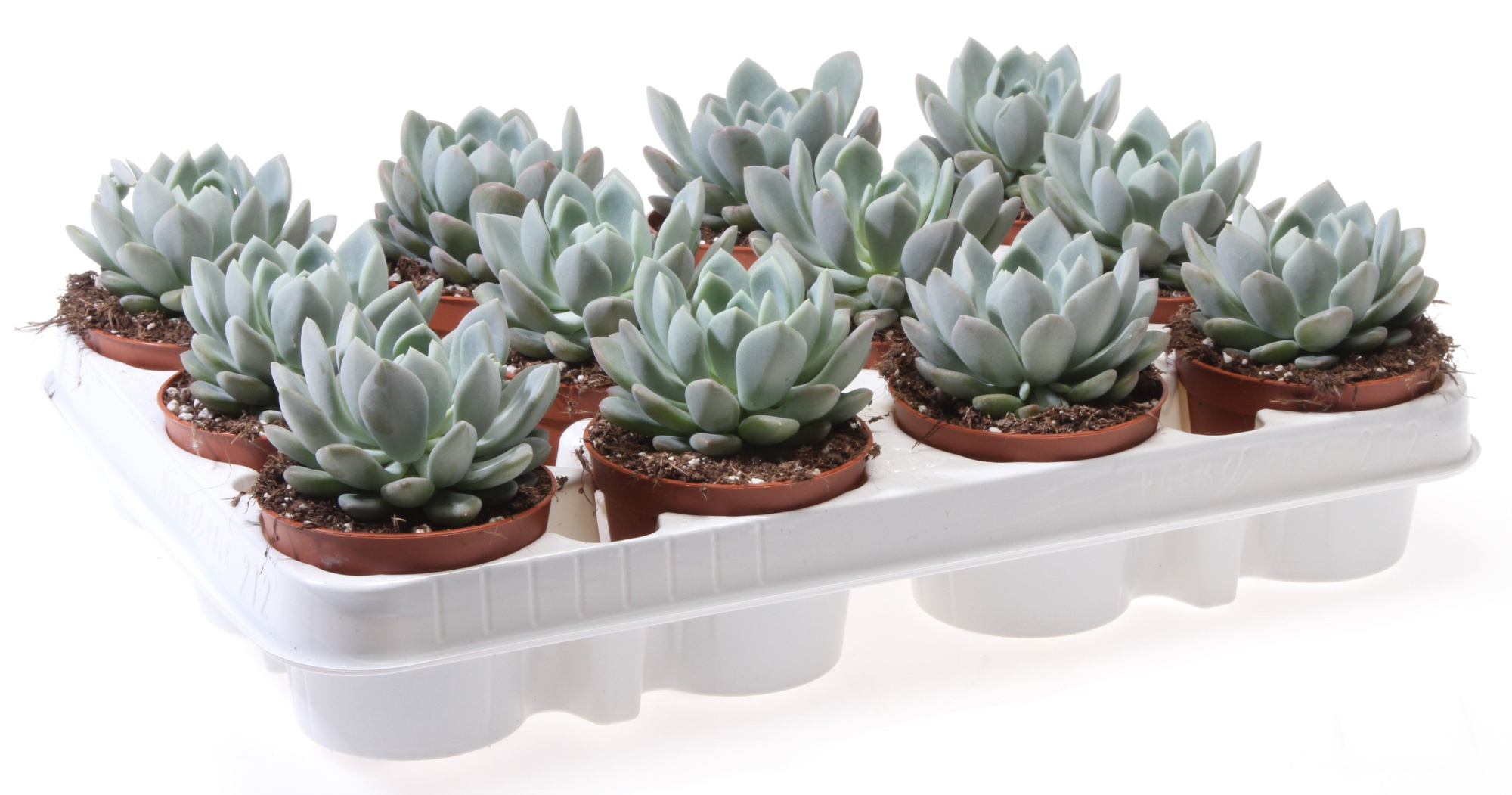 Echeveria scheideckerii, D 8,5