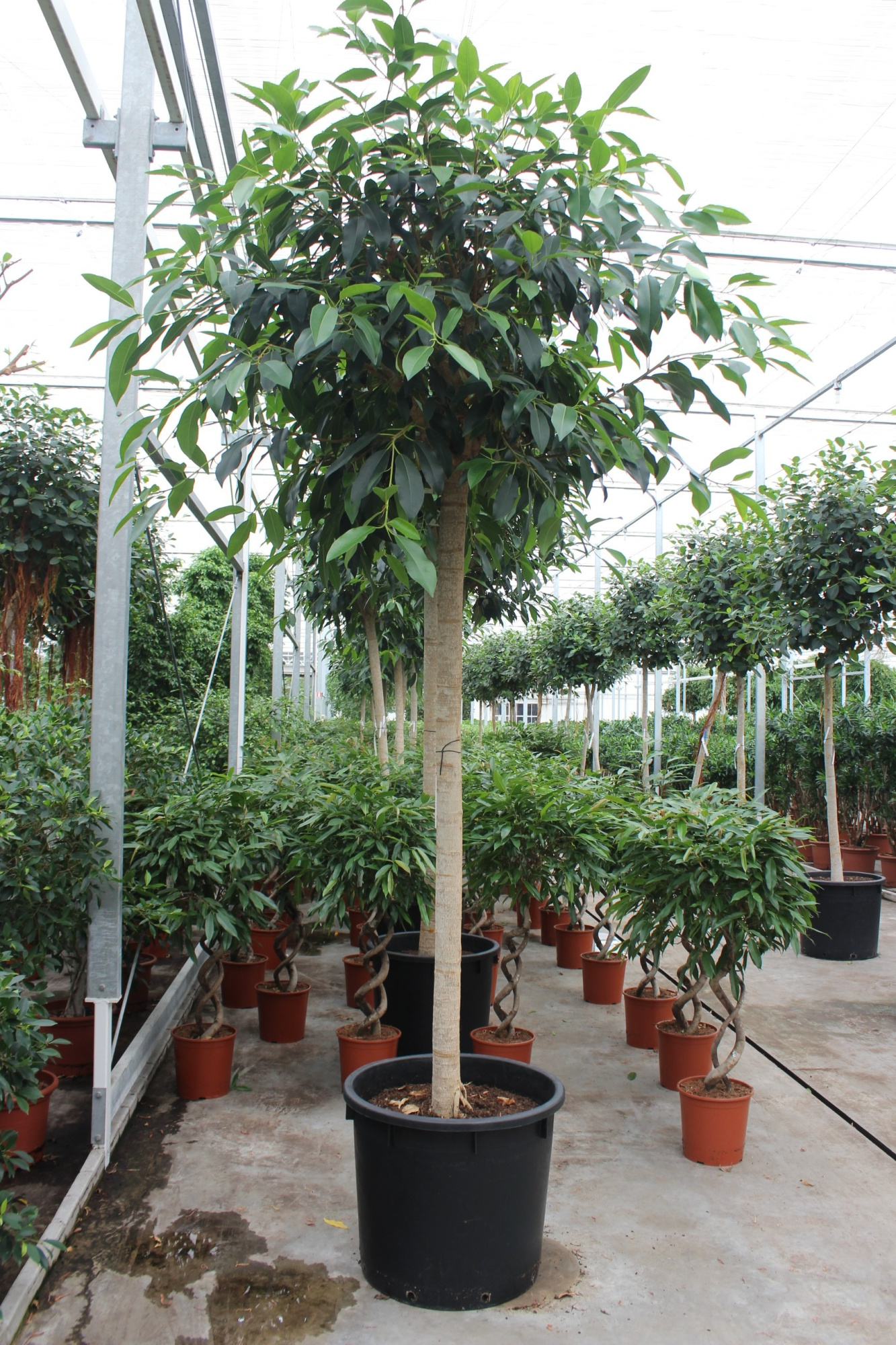 Ficus bellingeri, D 70