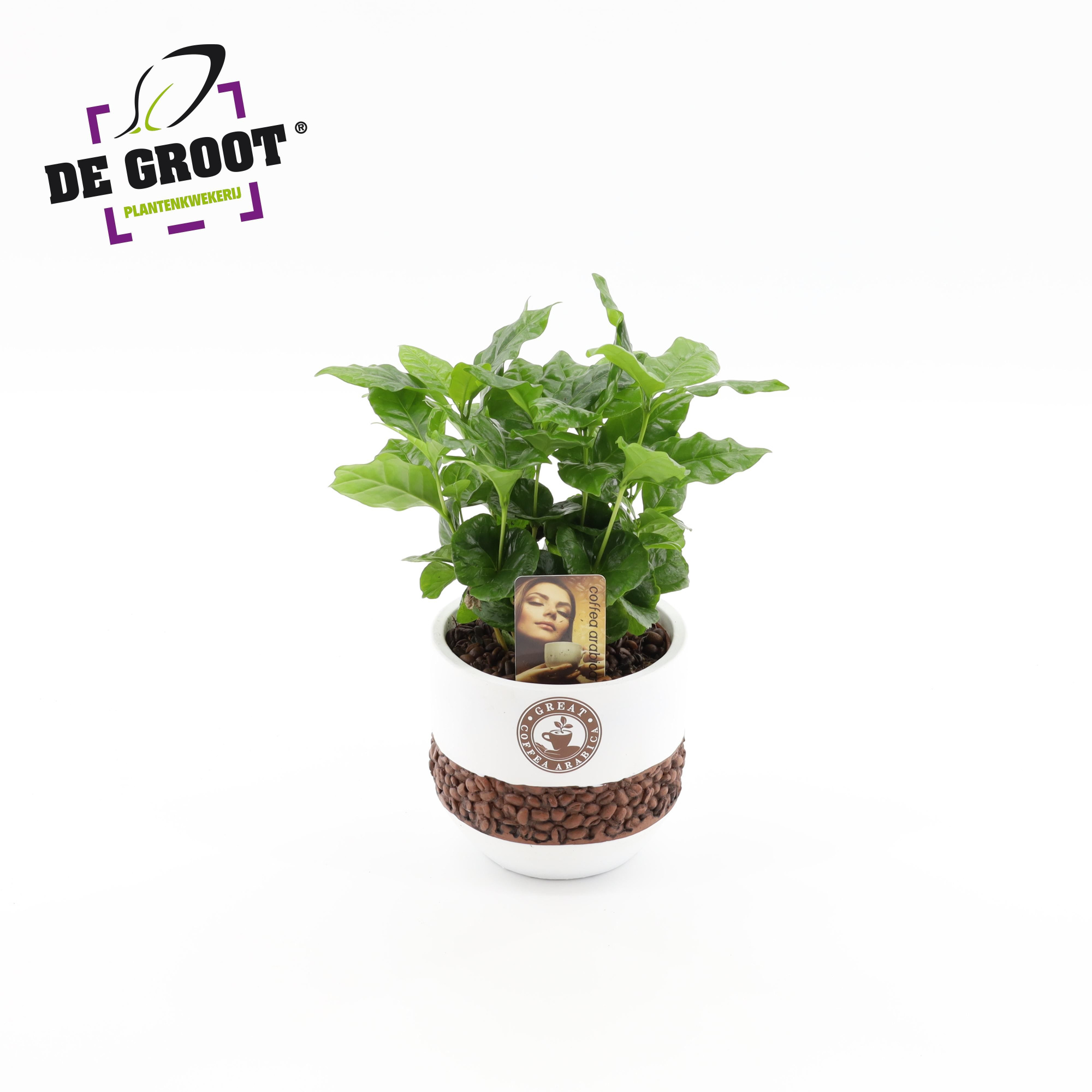 Coffea in bonenpot, D 12