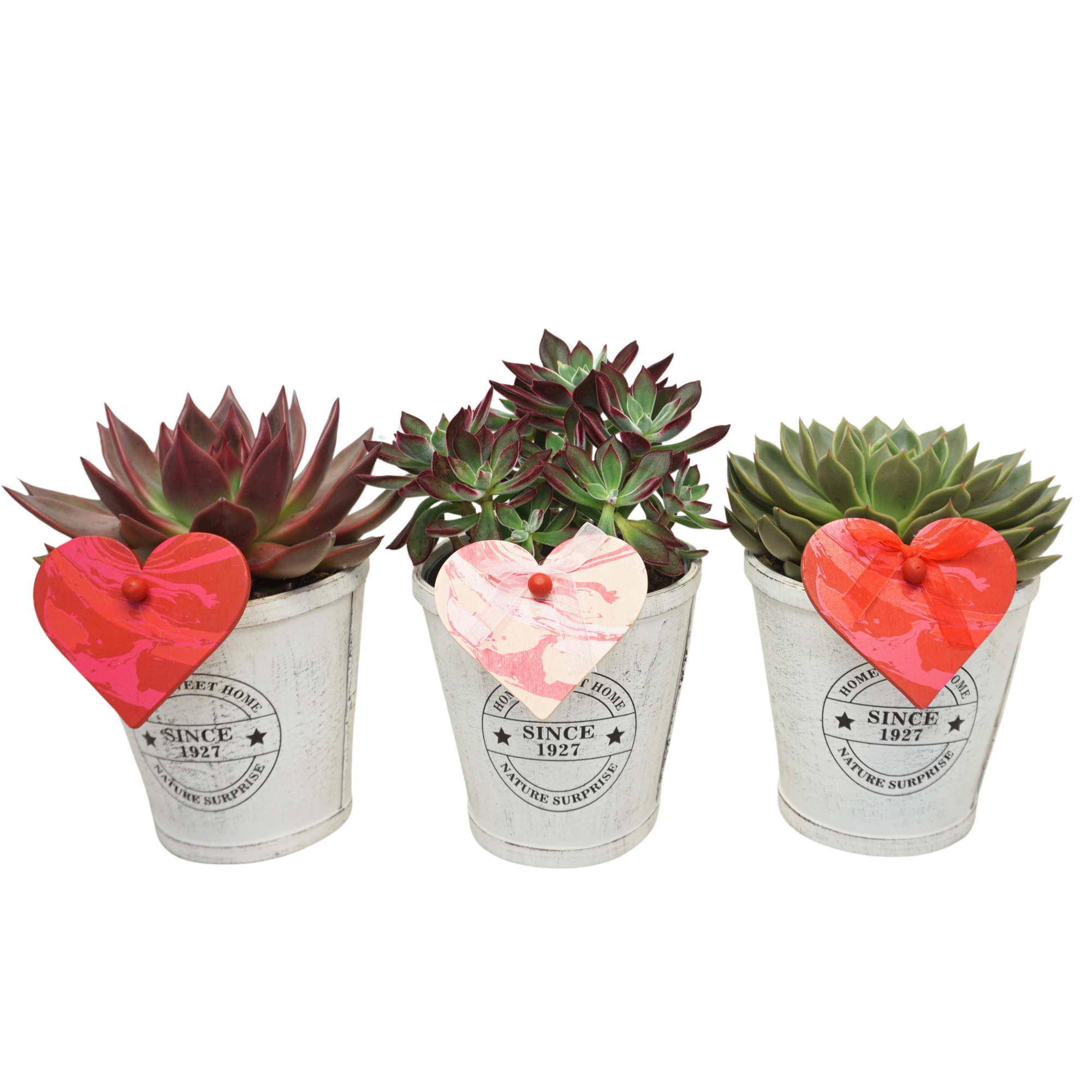 Echeveria mix in 14 cm 'Home Sweet Home pot' met Hart, D 13