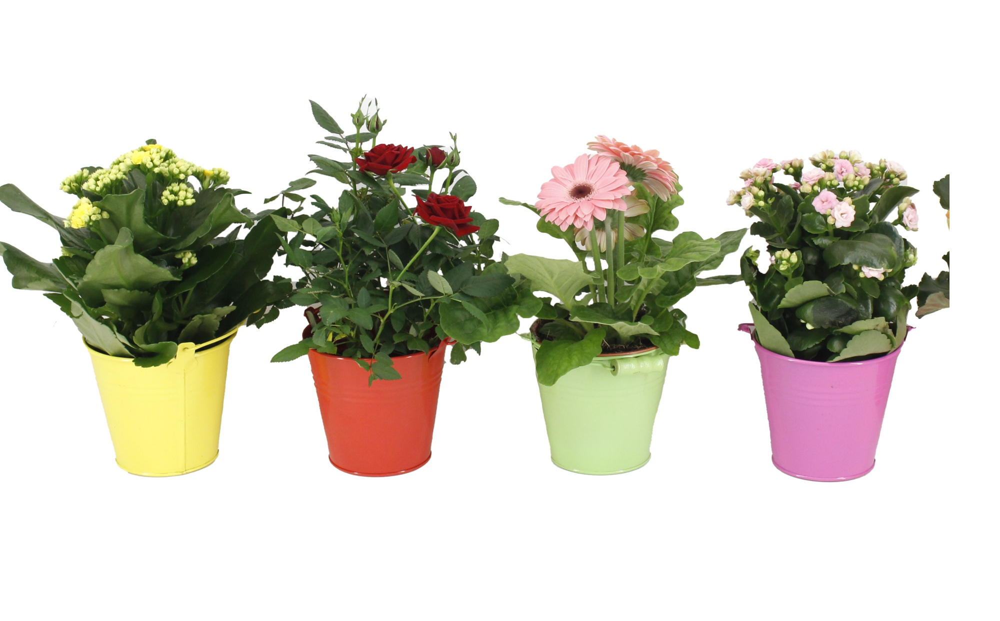 Bloeimix Zinken Emmer, D 12