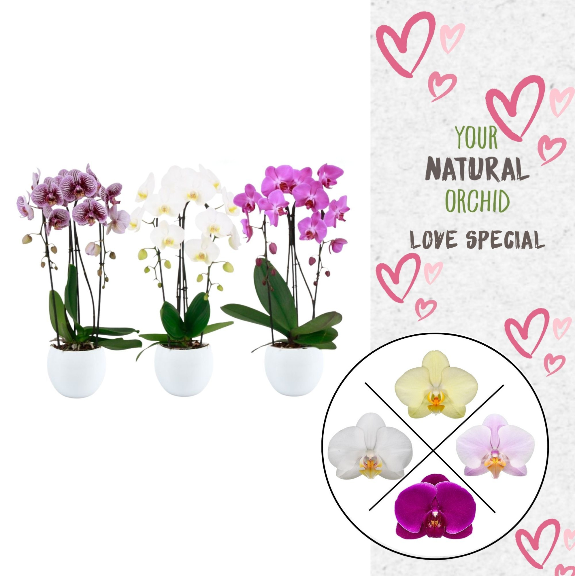 Phal. 2 spike Cascade Mix in Lisa keramiek, D 12