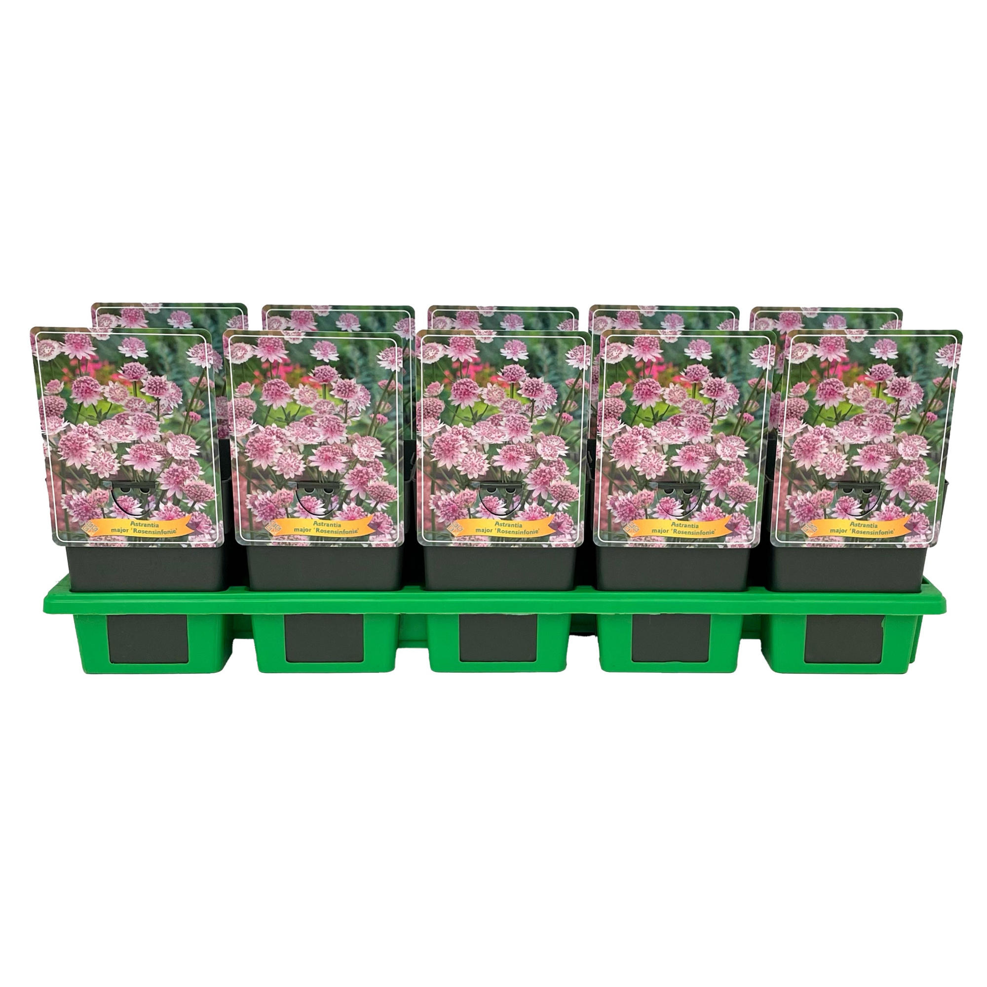Astrantia major 'Rosensinfonie' P11, D 11