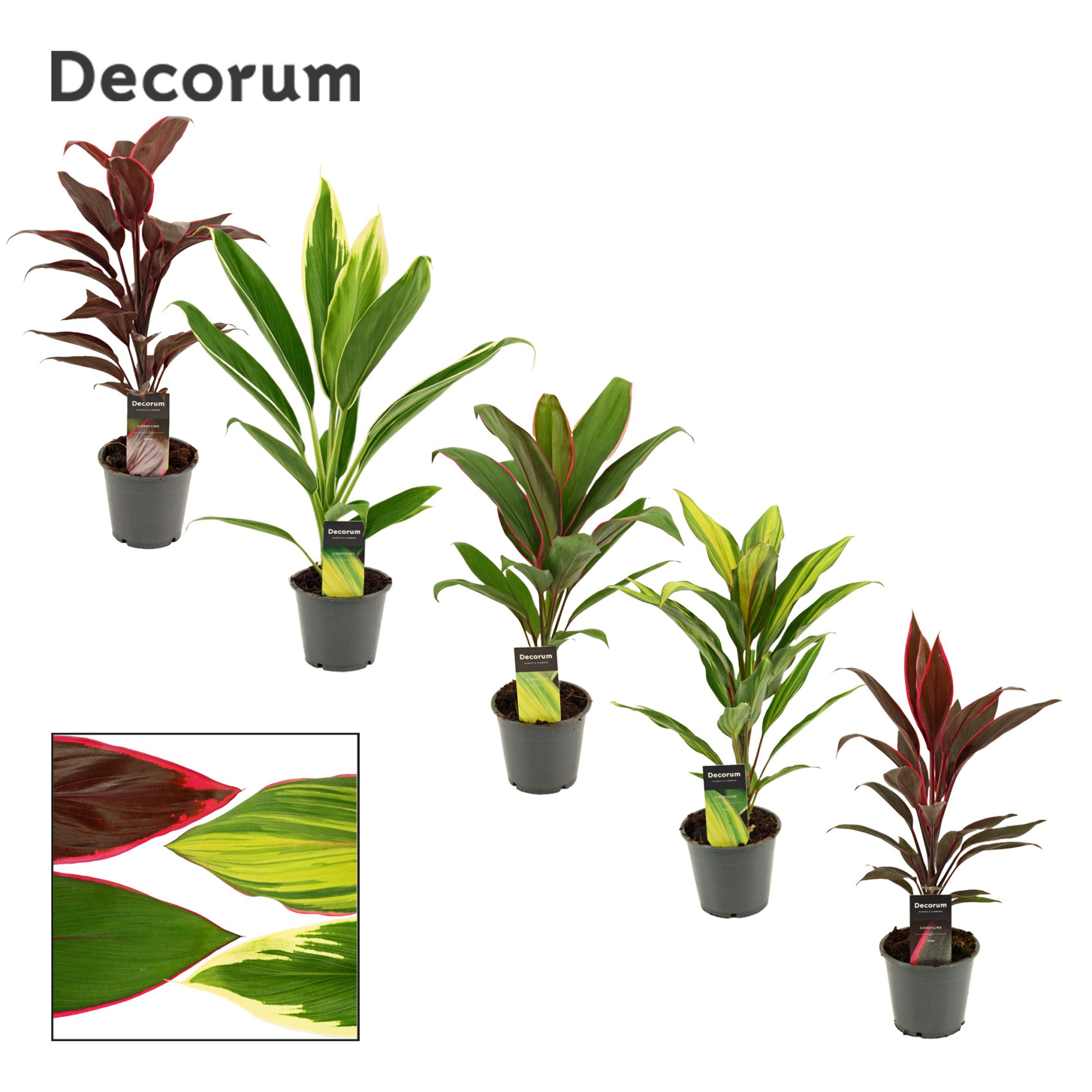 Cordyline Mix 12 cm(Decorum), D 12