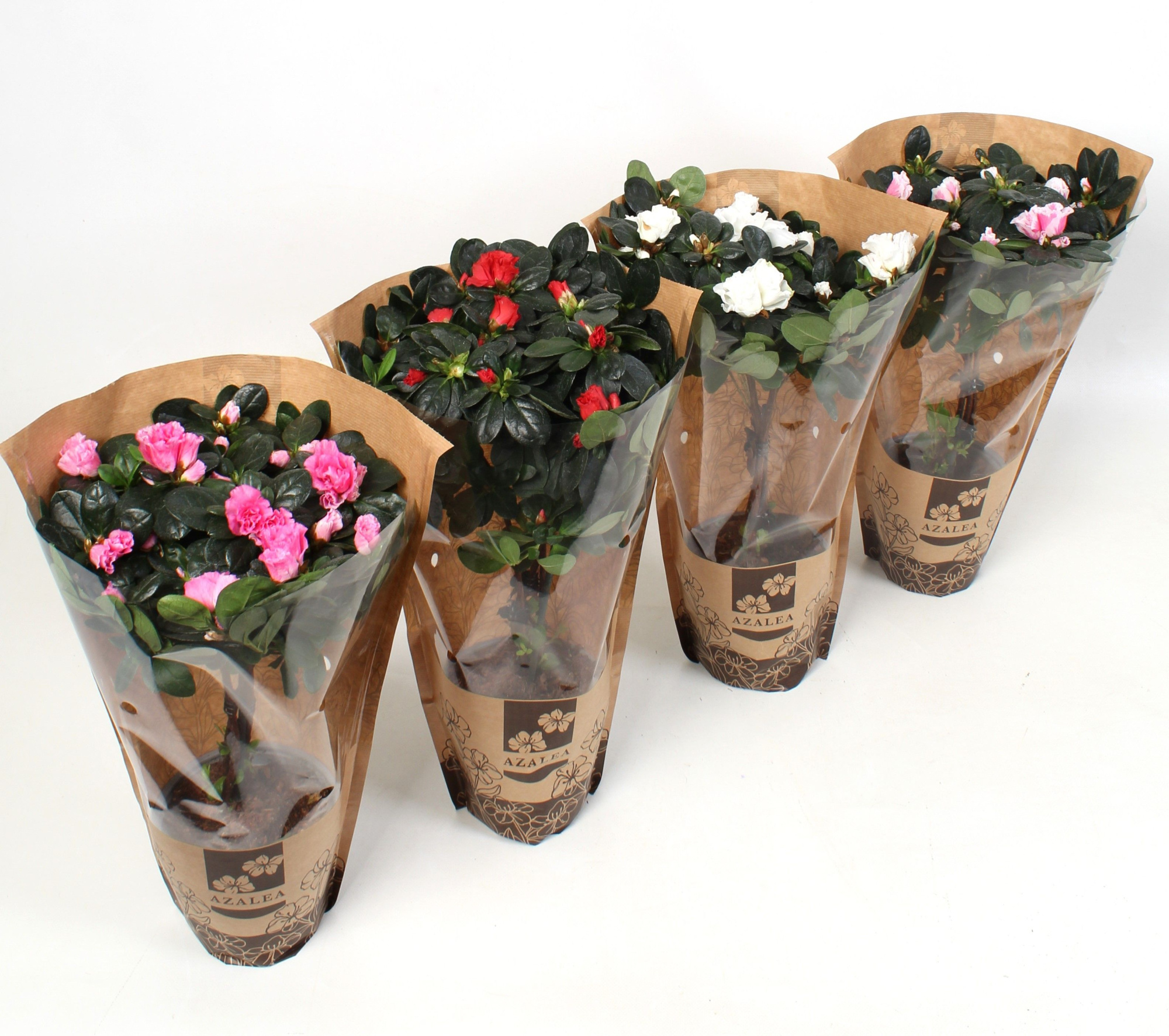 Azalea Hoogstam Wit\/Rose\/Zalm\/Bont\/Rood. Kraft papier, D 12,5