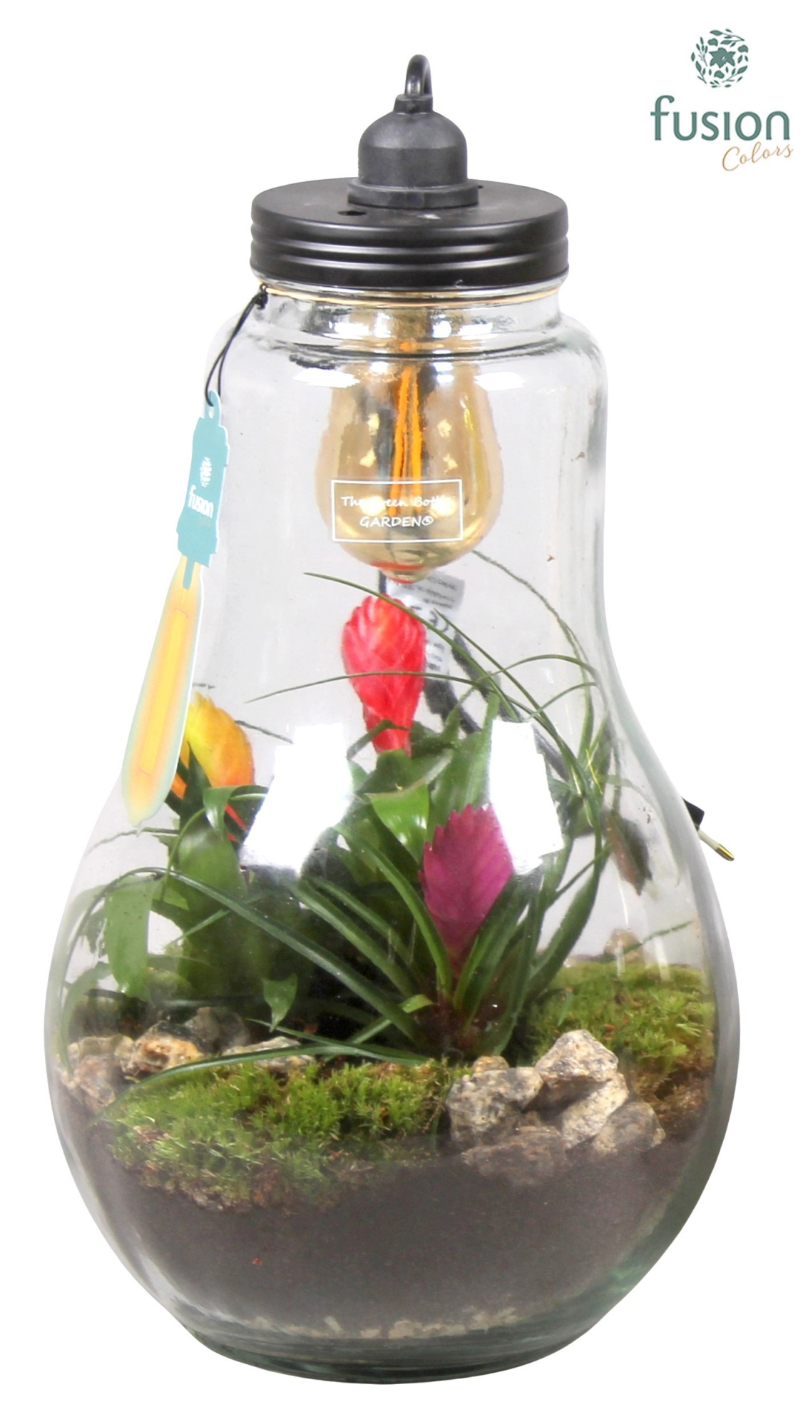 Glas Terrarium XXL helder met verlichting met Bromelia, D 24