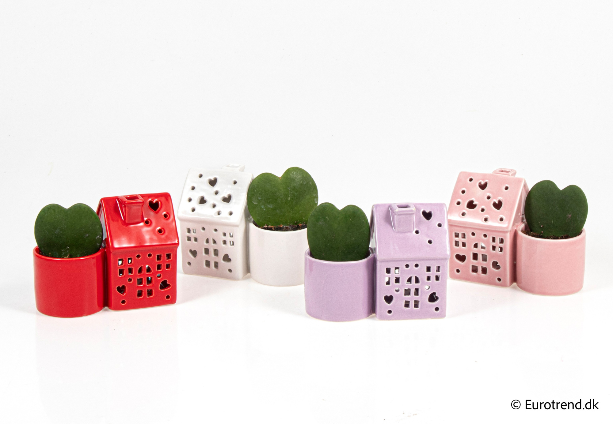 Hoya single heart in Valentine ceramic 2026, D 6