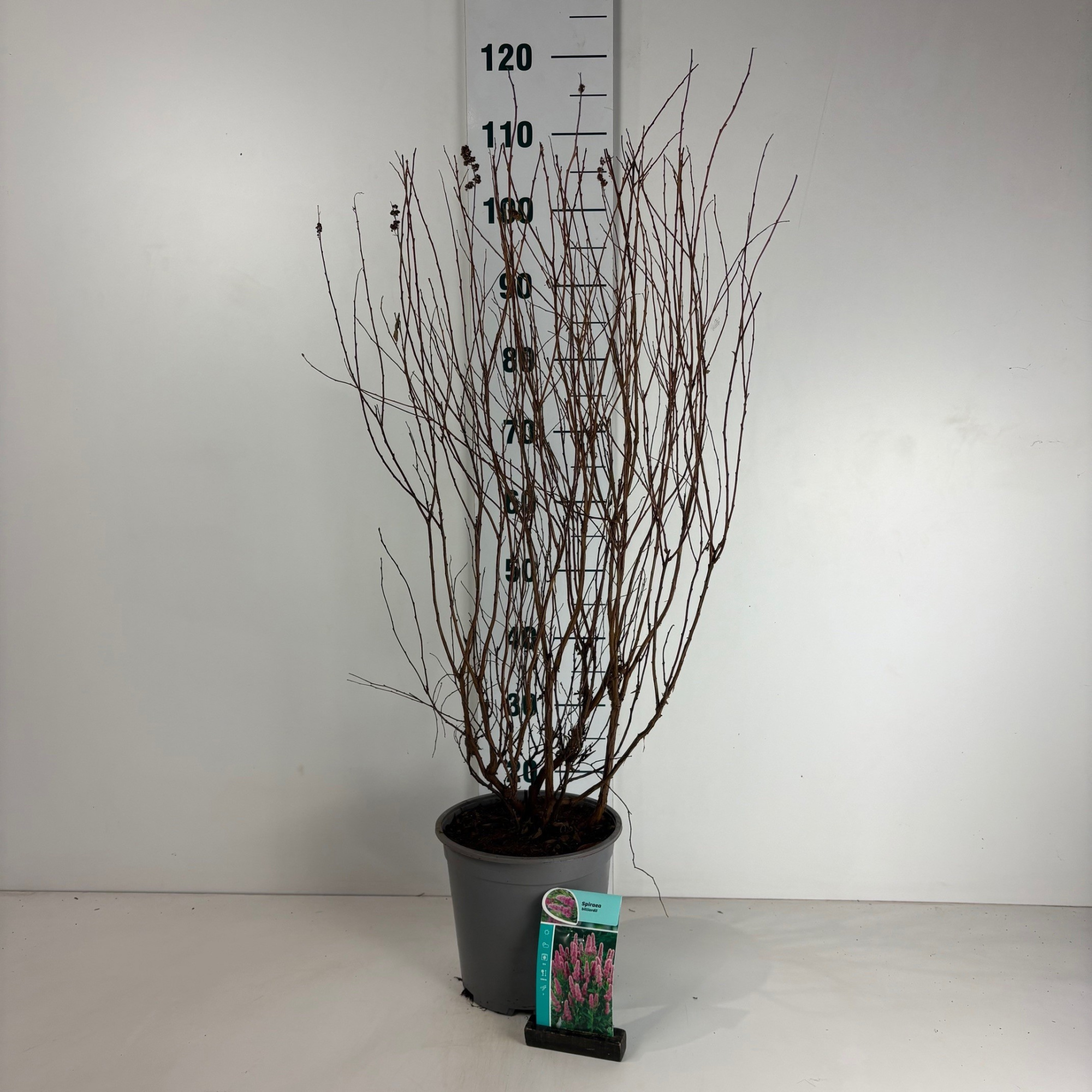 Spiraea billardii, D 24