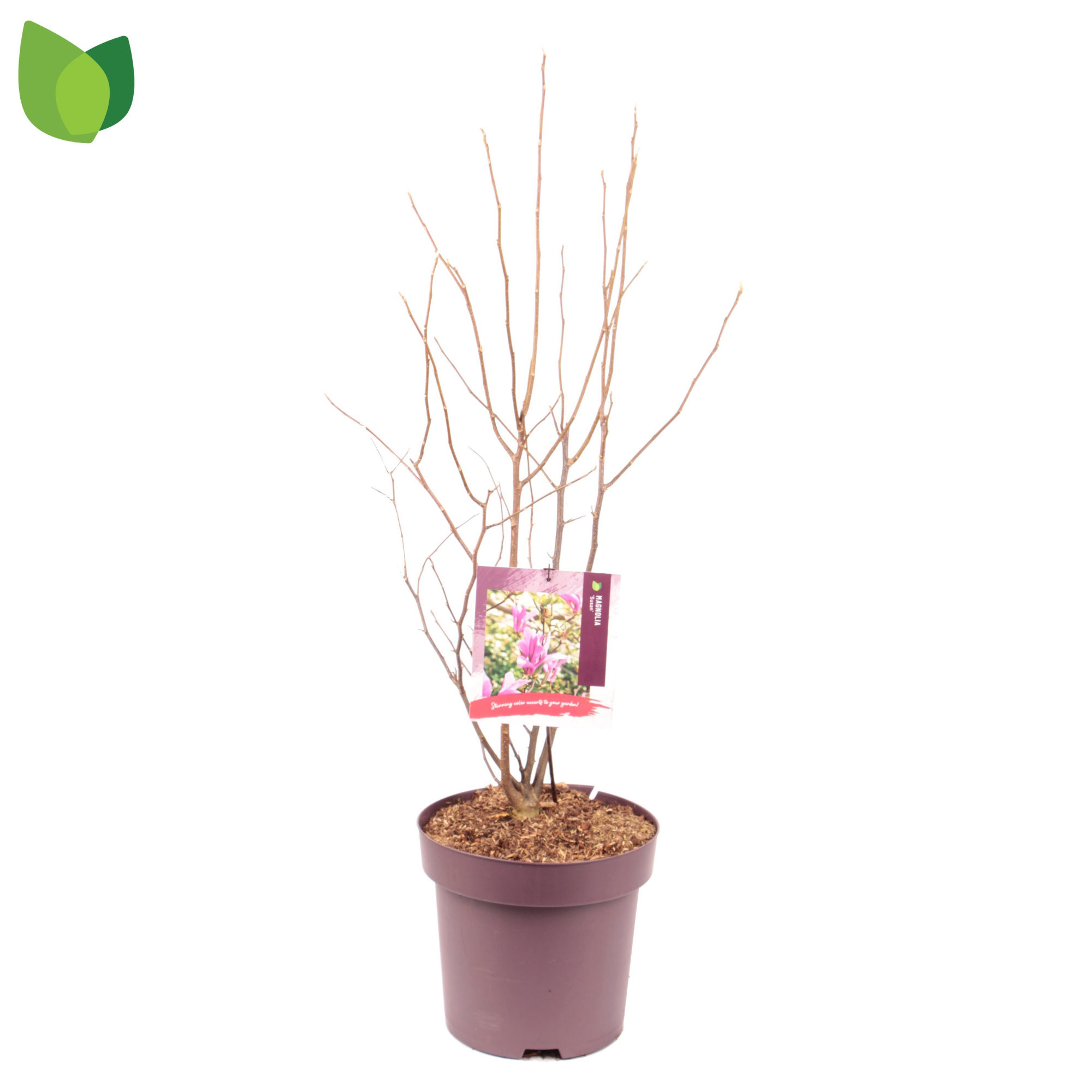 Magnolia 'Susan' C13/P31, D 31
