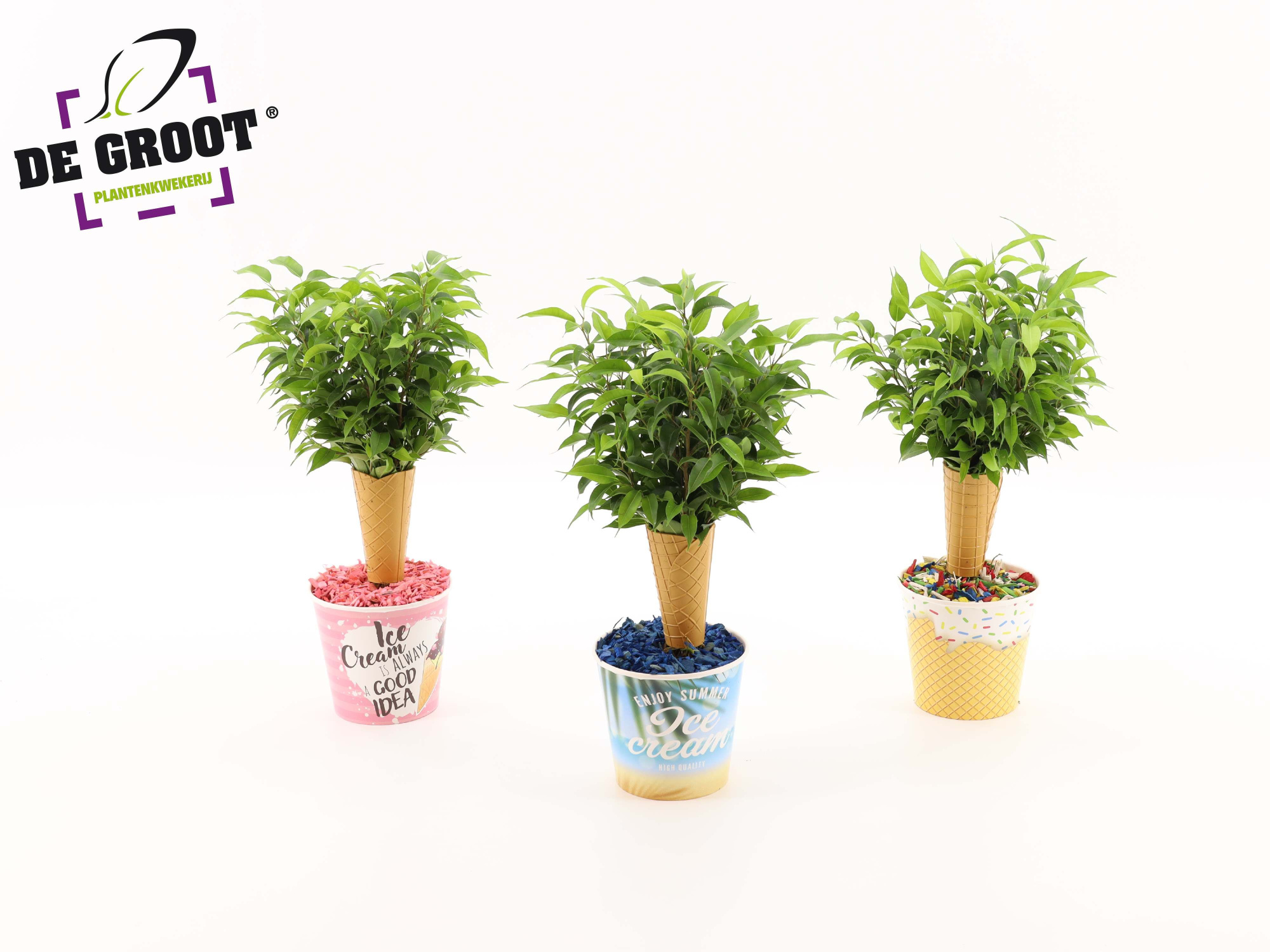 Ice Green Plant, D 12