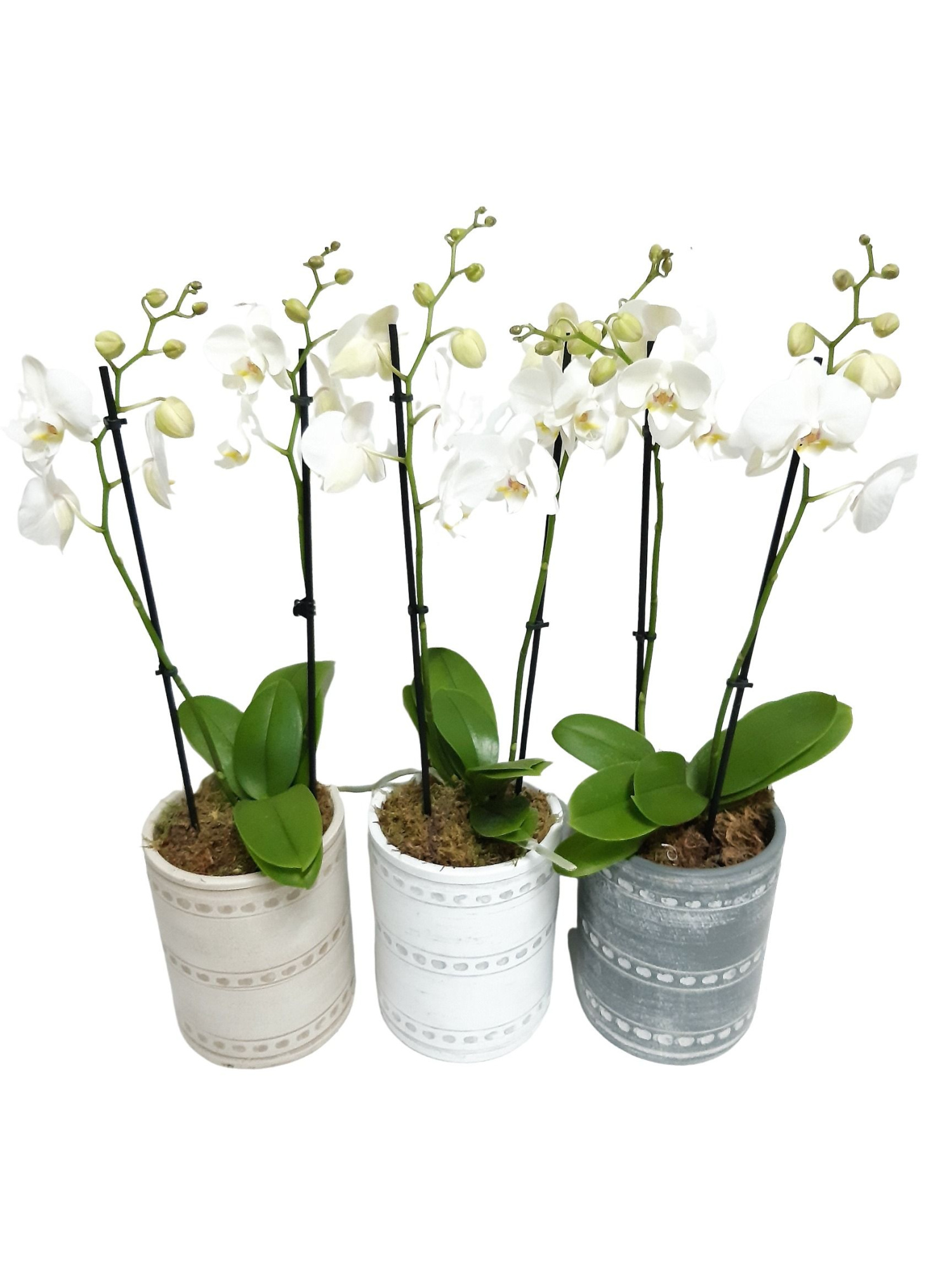 PCV16PHW Cilindervaas mix Phal 2t wit, D 16