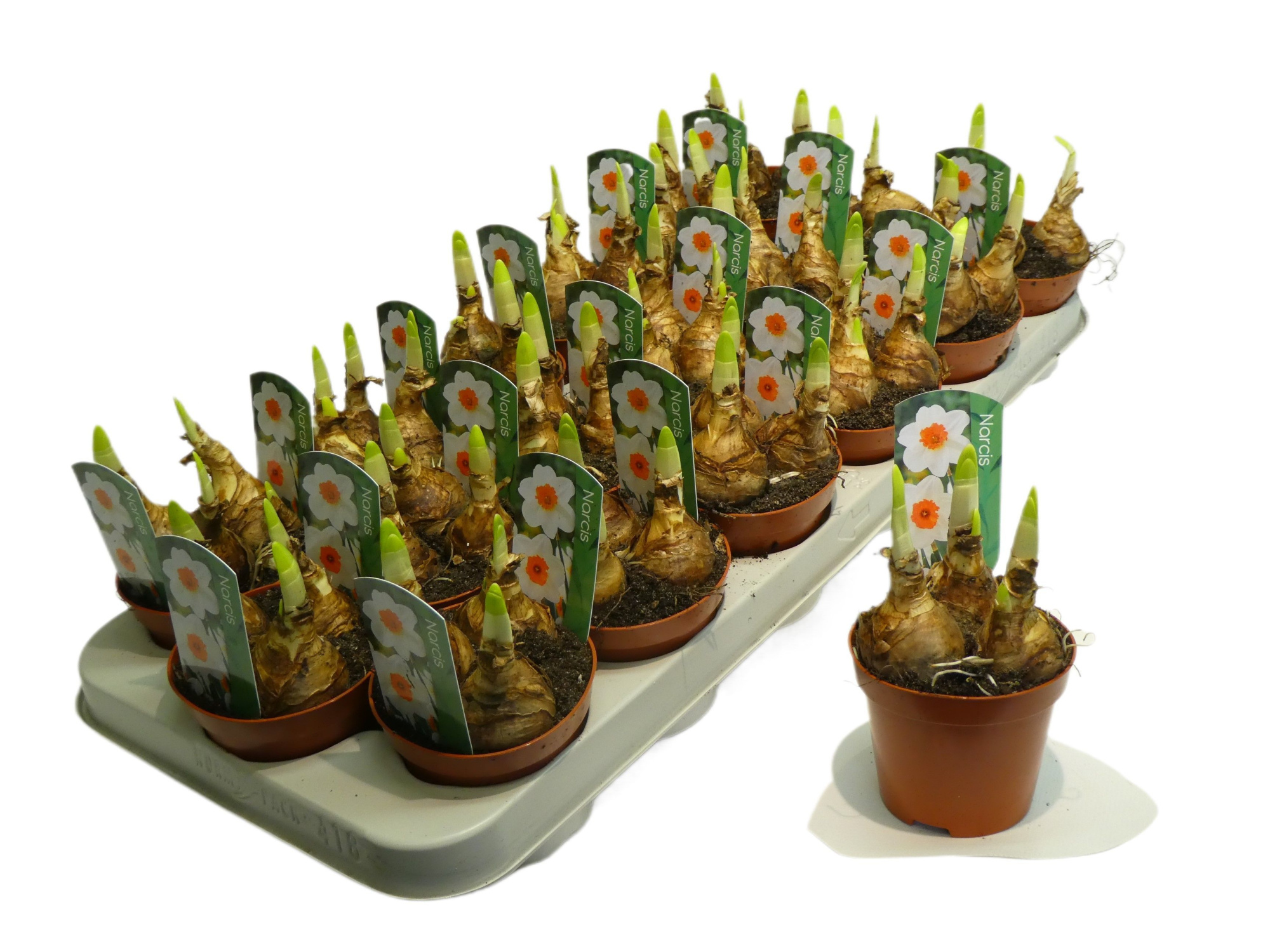 Narcis Bernett browning, D 9