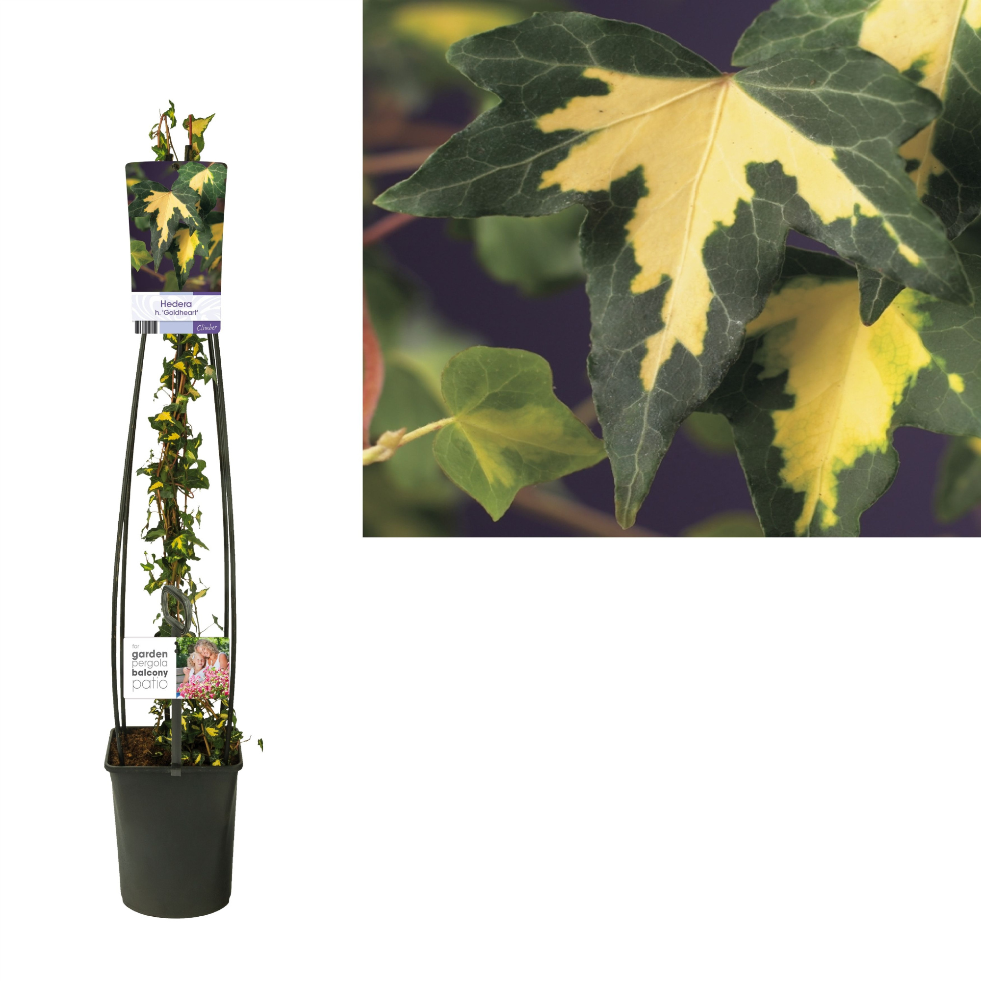 Hedera h. 'Goldheart' +light label, D 23