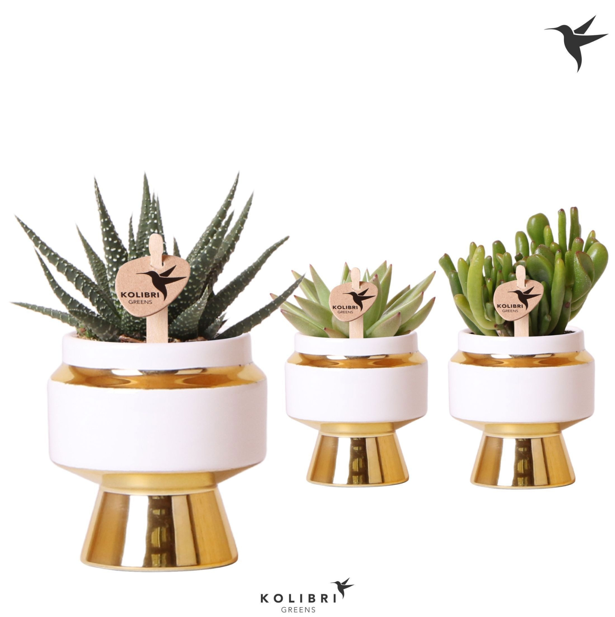 Kolibri Greens Succulenten mix in Le Chic pot gold, D 6