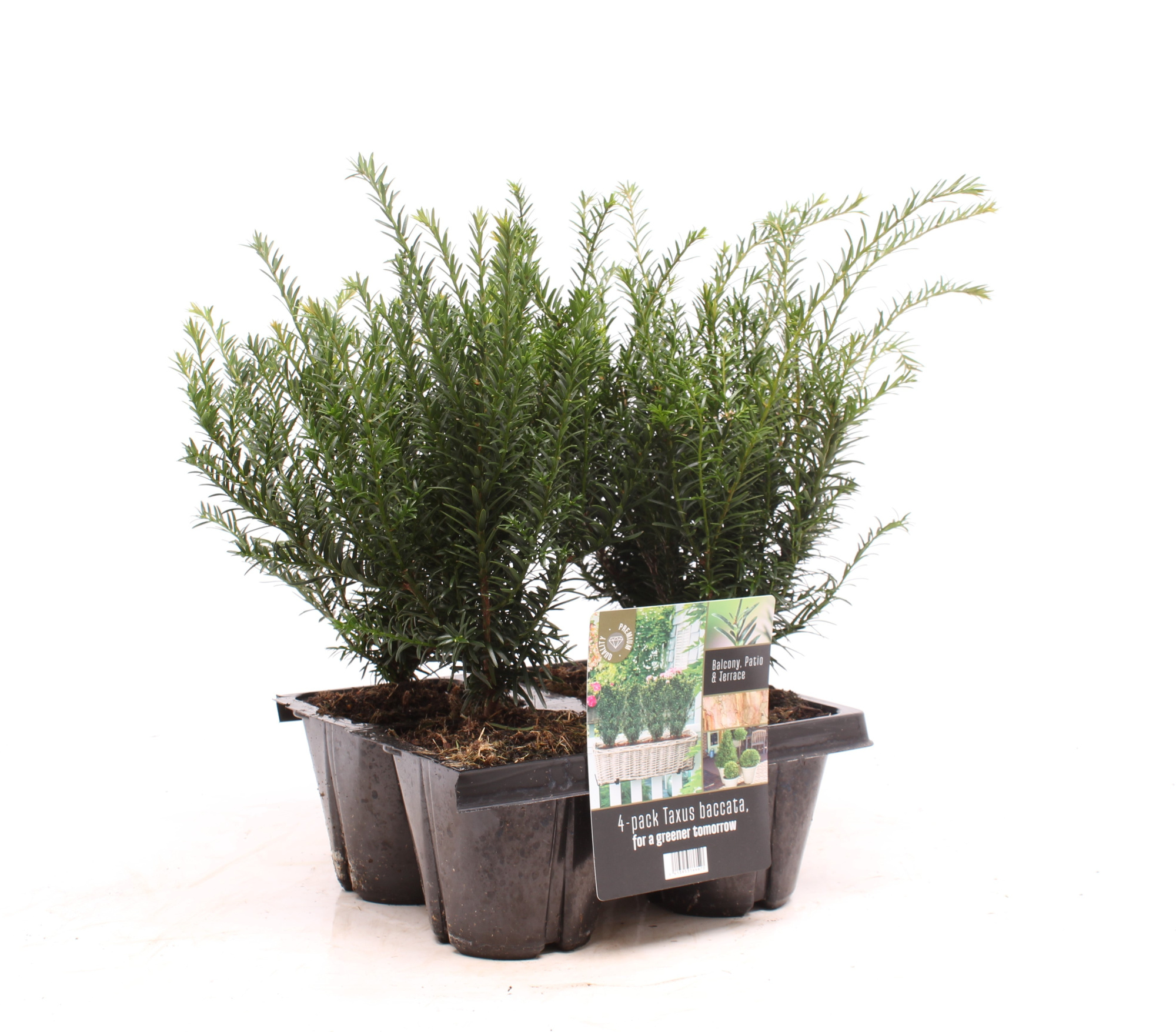 4-pack Taxus baccata, D 13