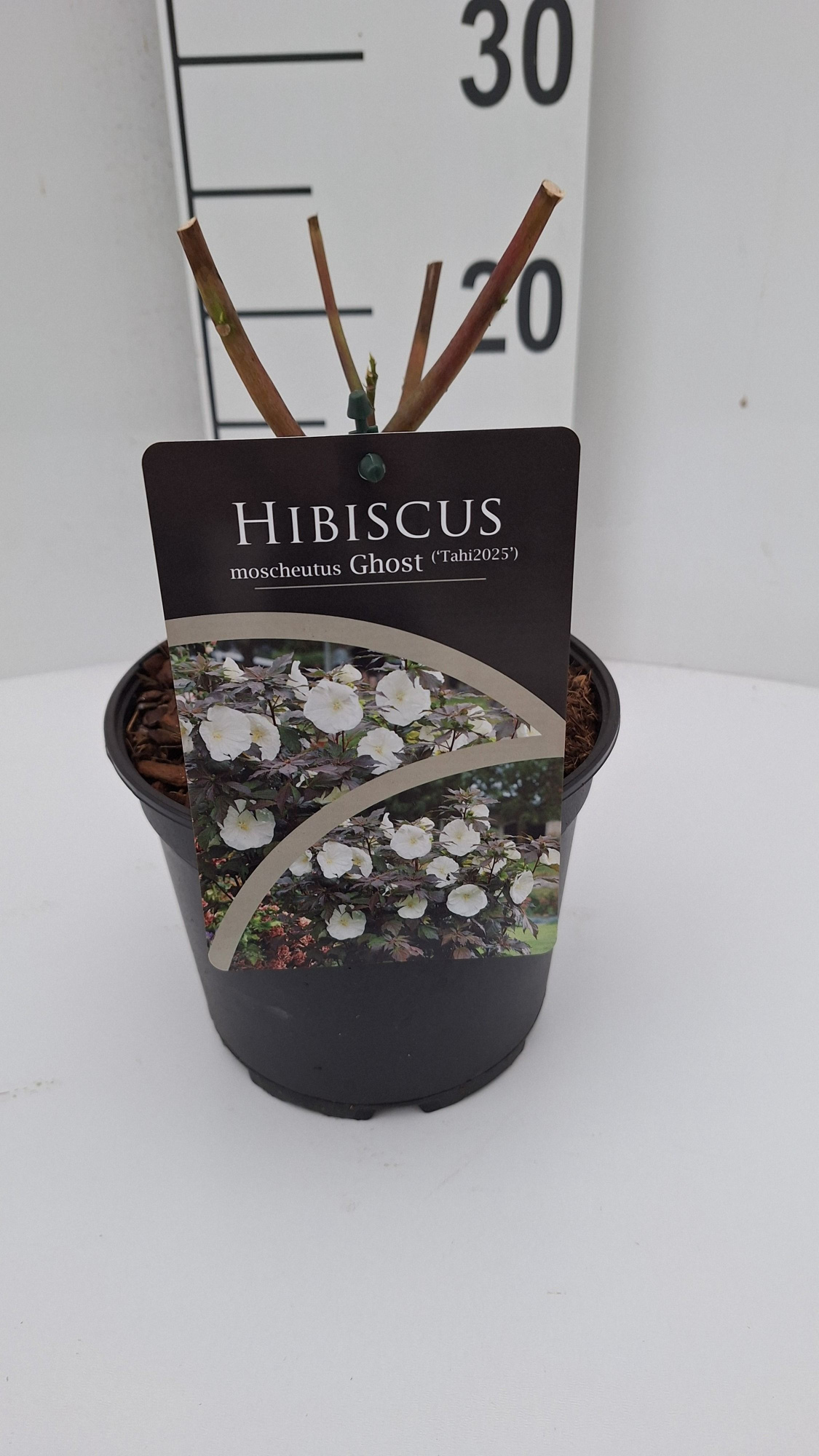 Hibiscus moscheutus Carousel Ghost, D 17