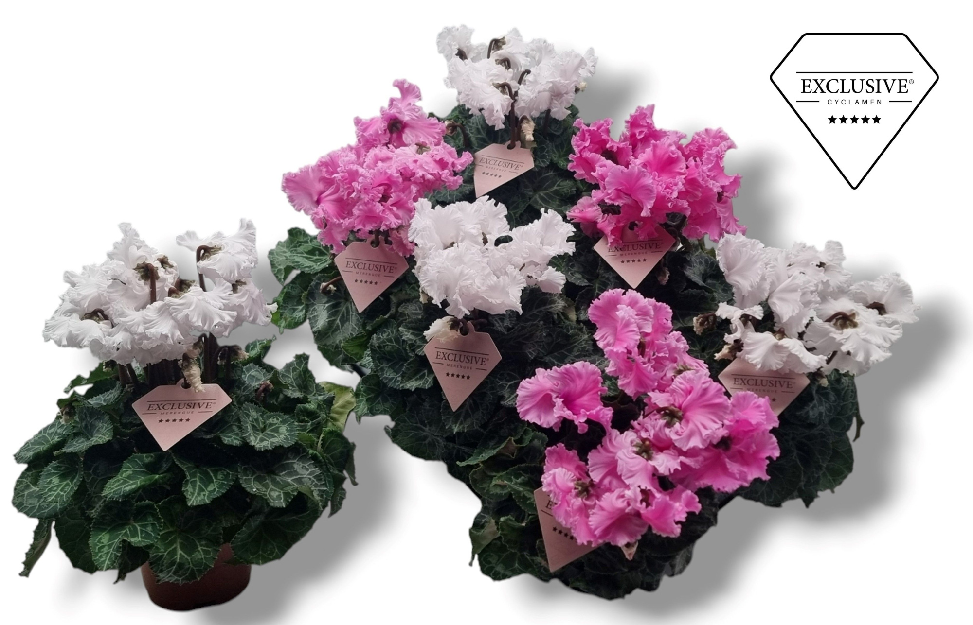 Cyclamen Exclusive® Merengue Roze Wit mix, D 10,5