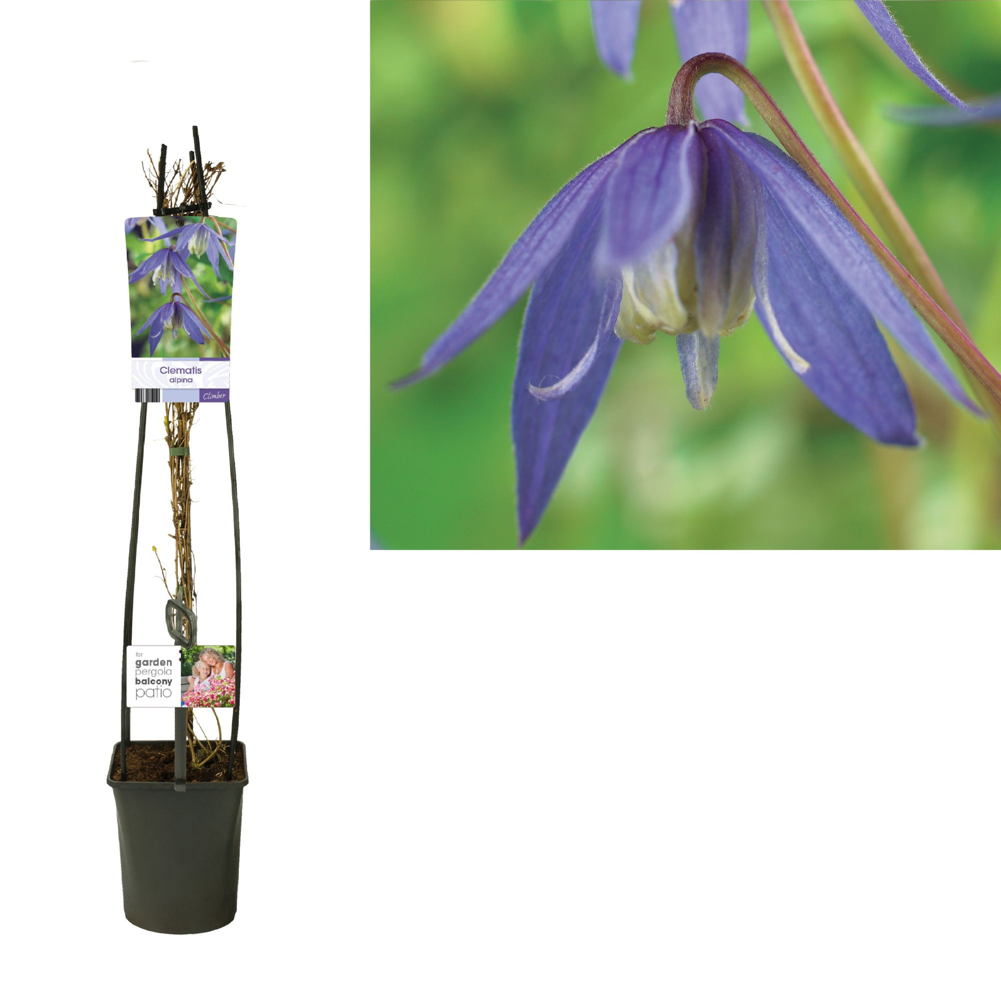 Clematis alpina +light label, D 23