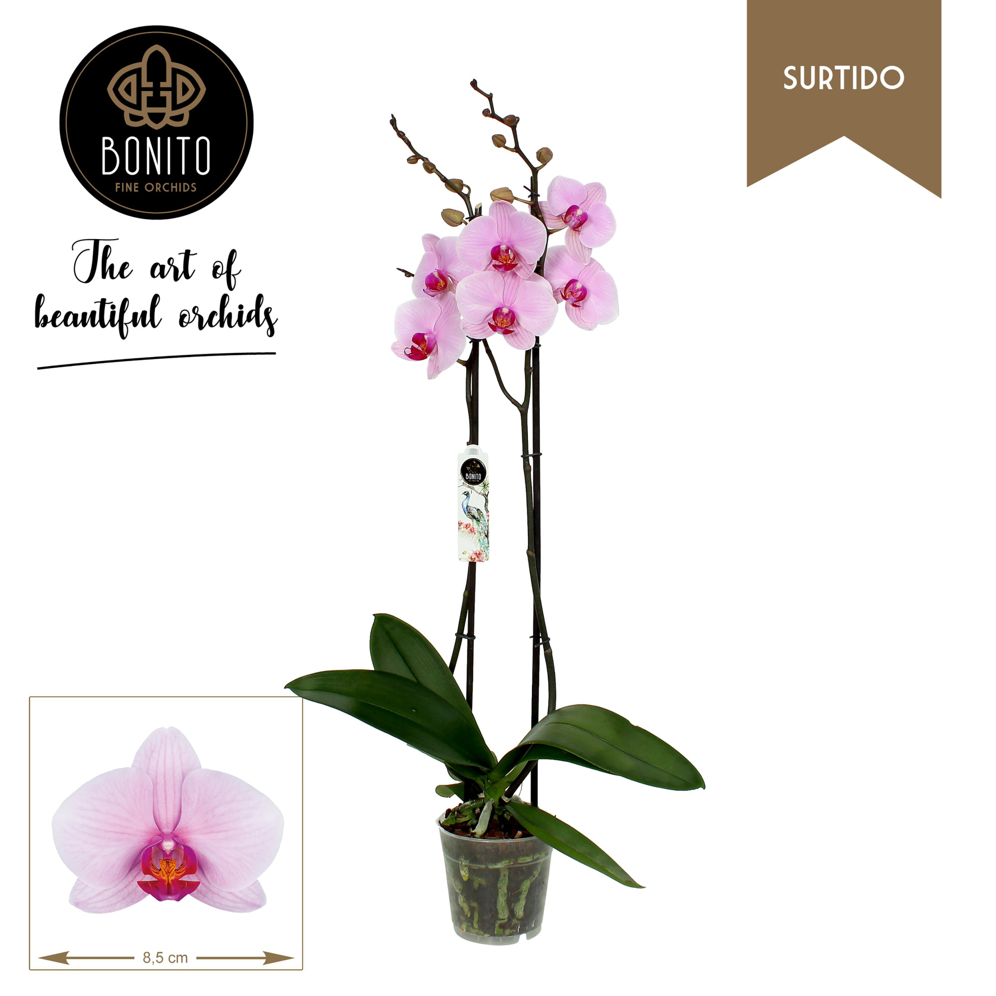 Phal. Surtido - Washington 2-Tak, D 12