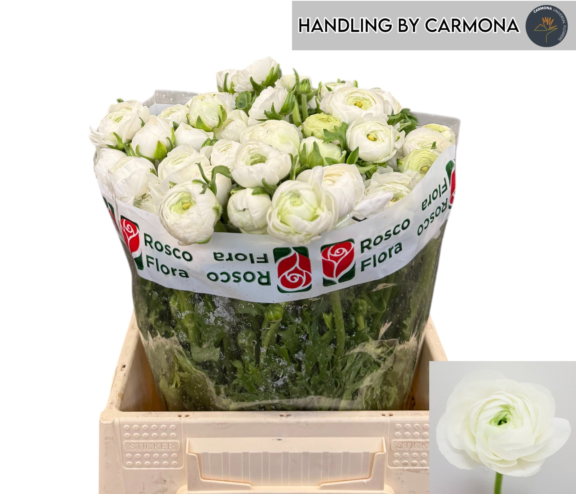 Ранункулус Элеганс Вайт 40, шт.