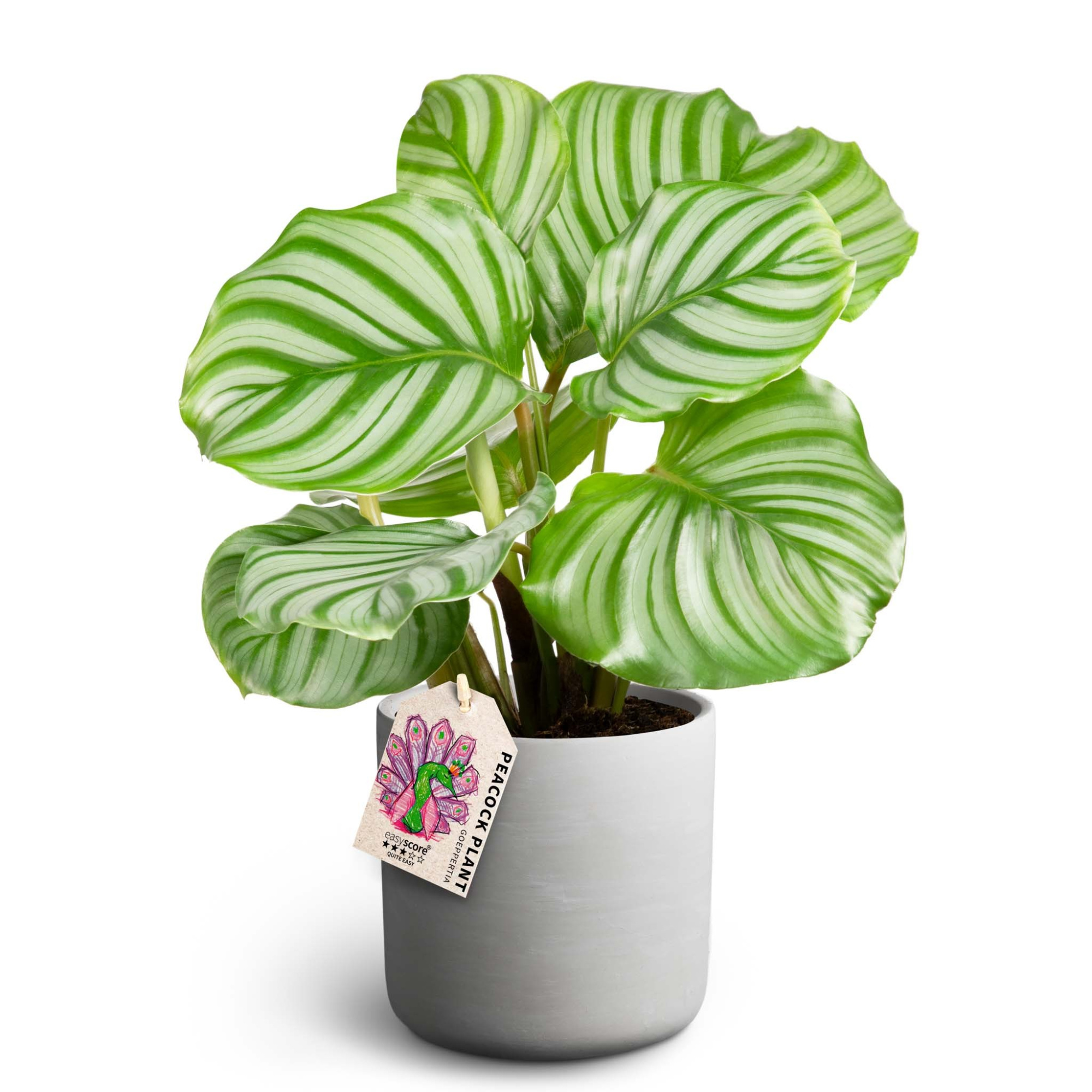 Raw Grey, Calathea orbifolia, D 12