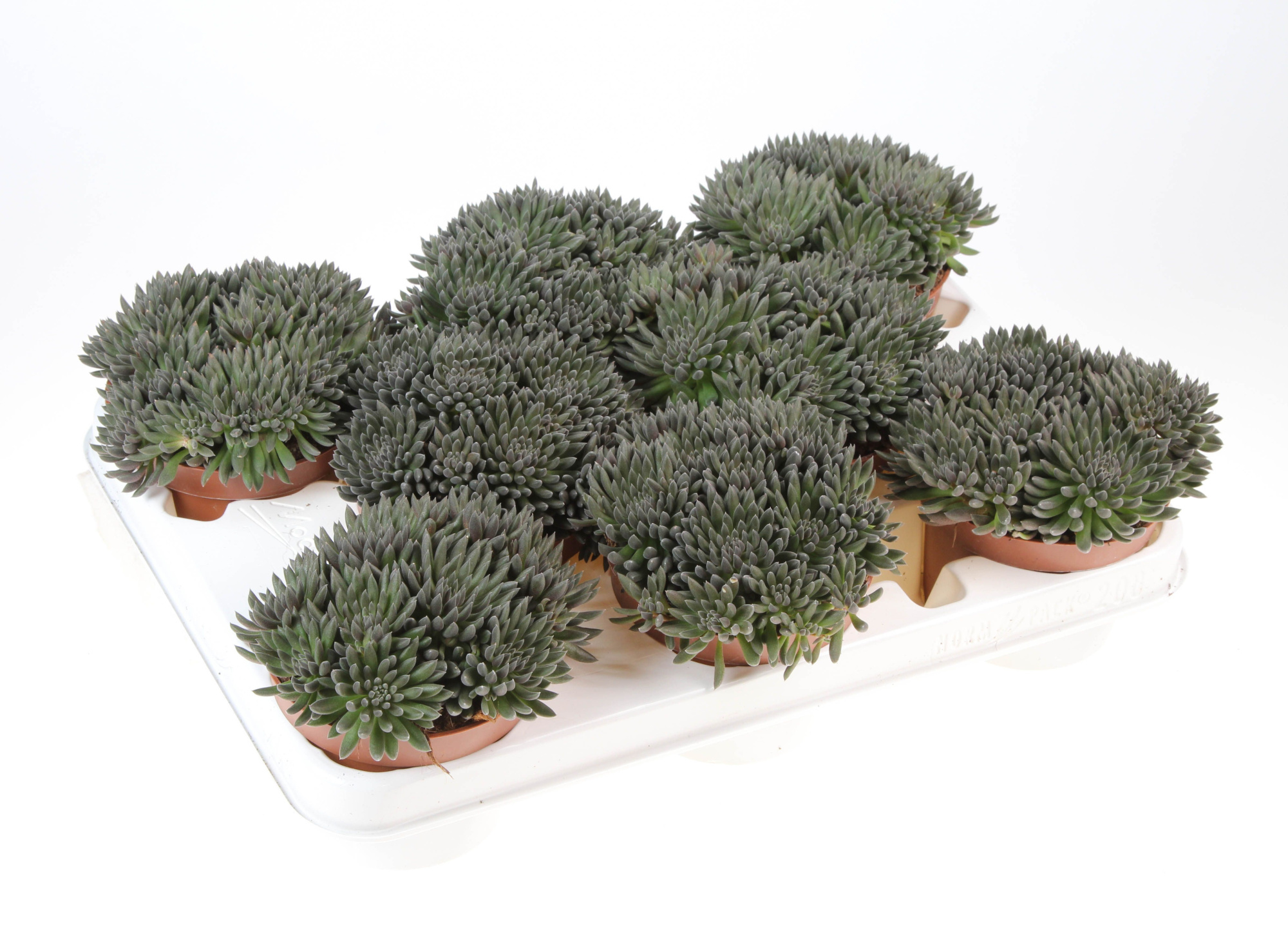 Sinocrassuls Yunnanensis, D 10,5