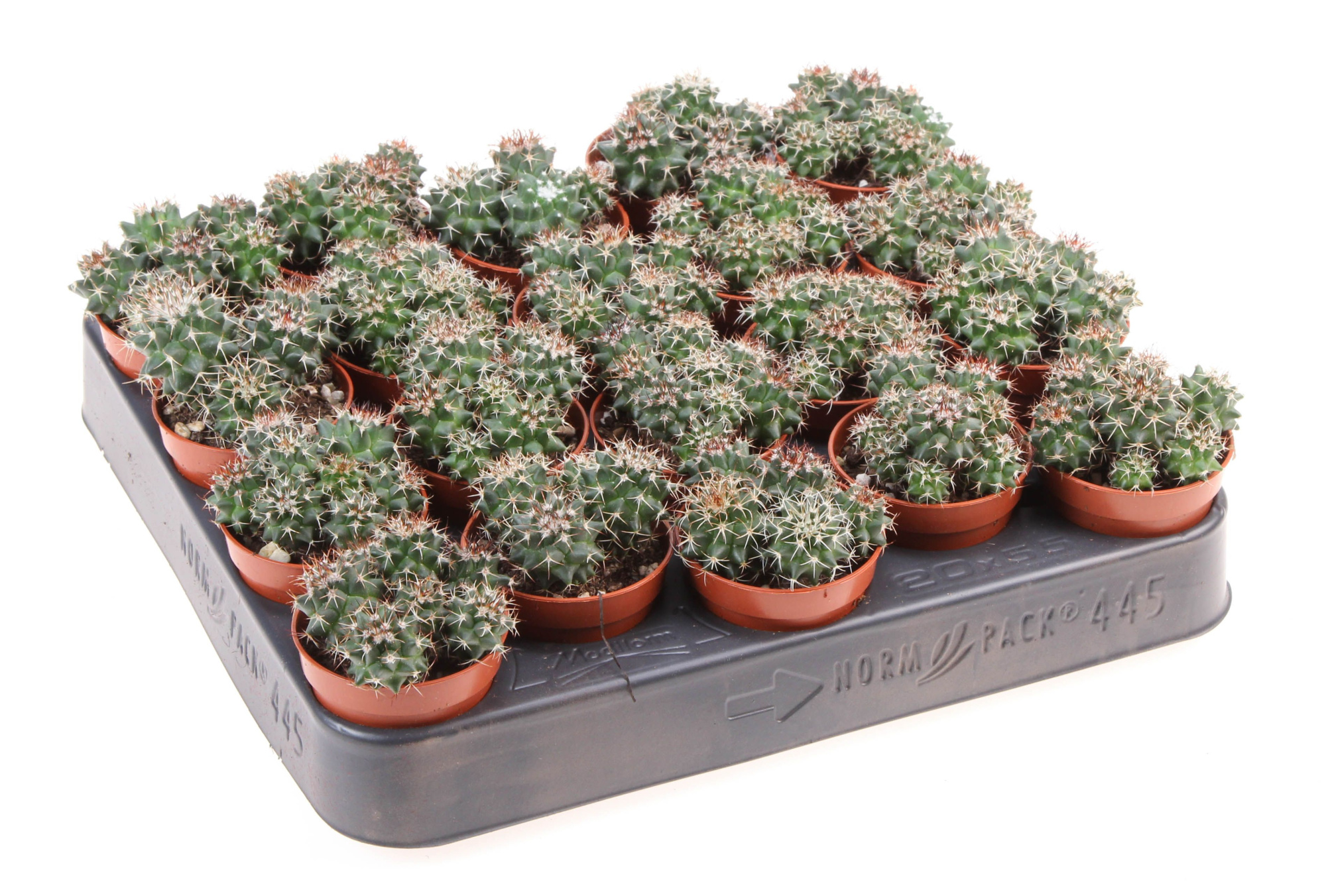 Mammillaria hildagensis, D 5,5