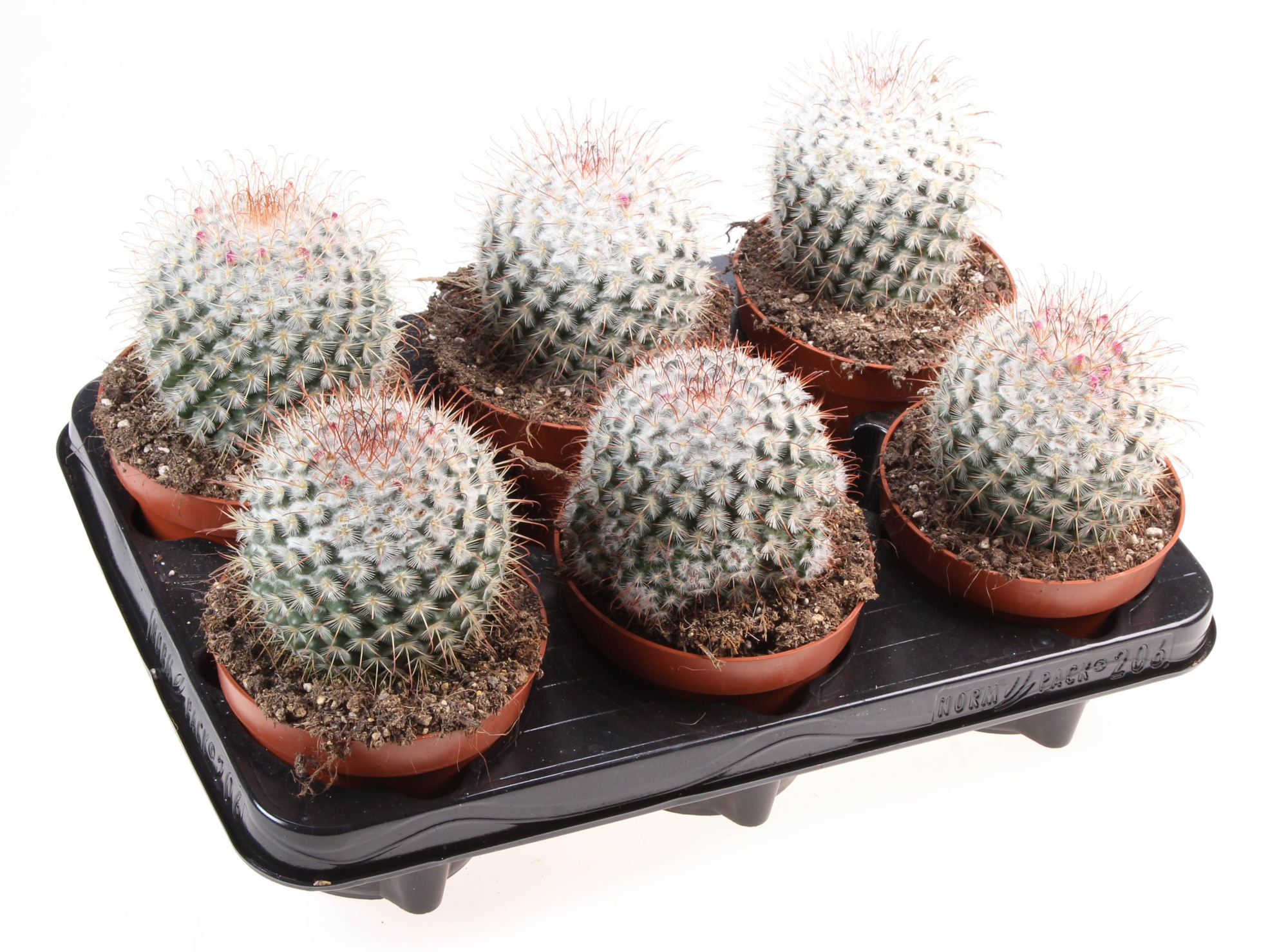 Mammillaria bombycina, D 12