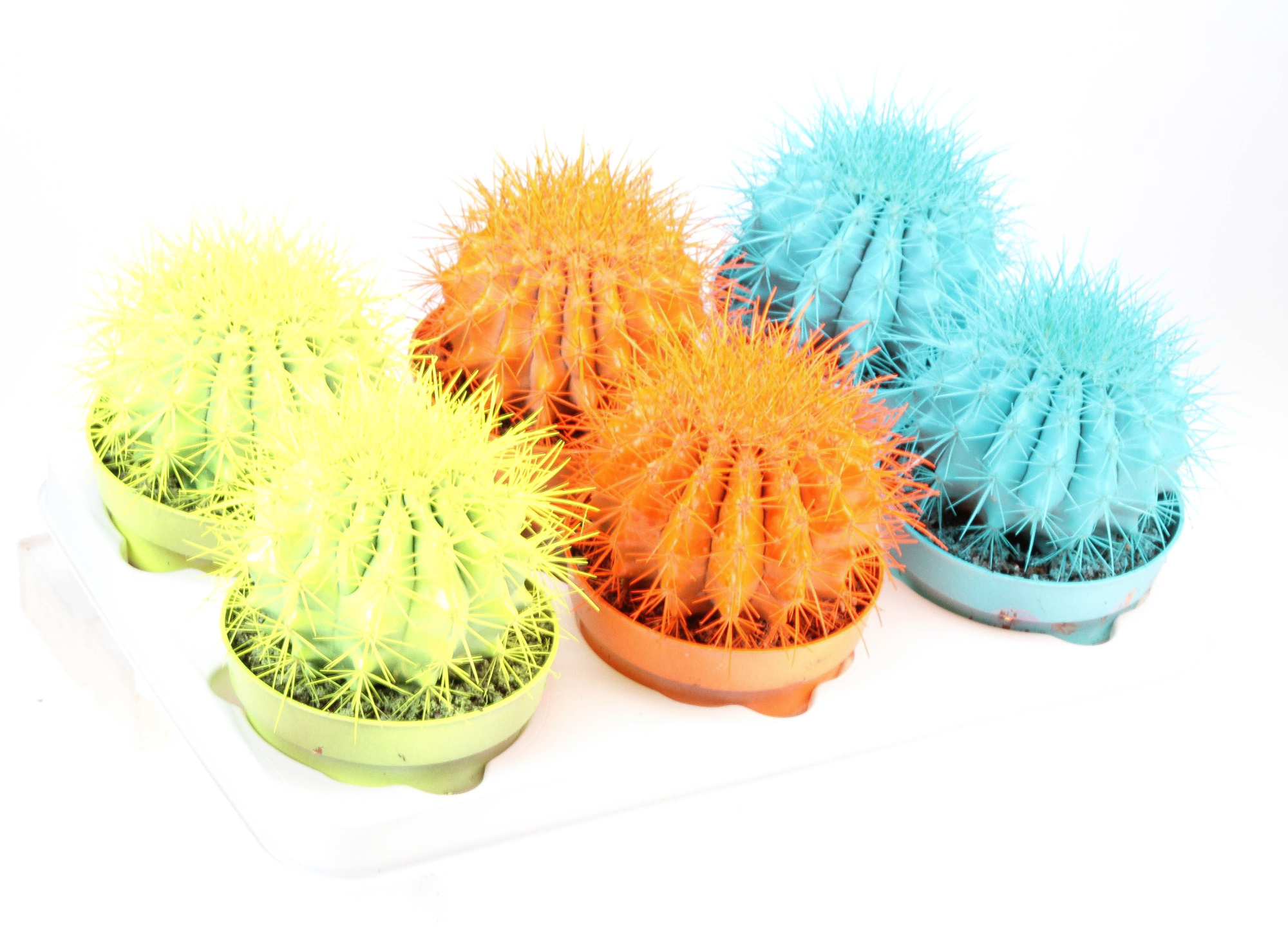 Grusonii Rainbow Summer mix, D 12